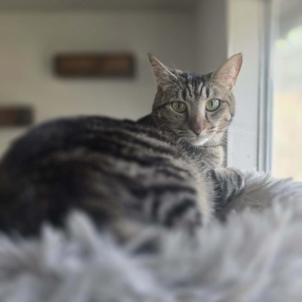 Enlarge Piper, a Adoptable Domestic Short Hair in Jacksonville, OR image 3/3