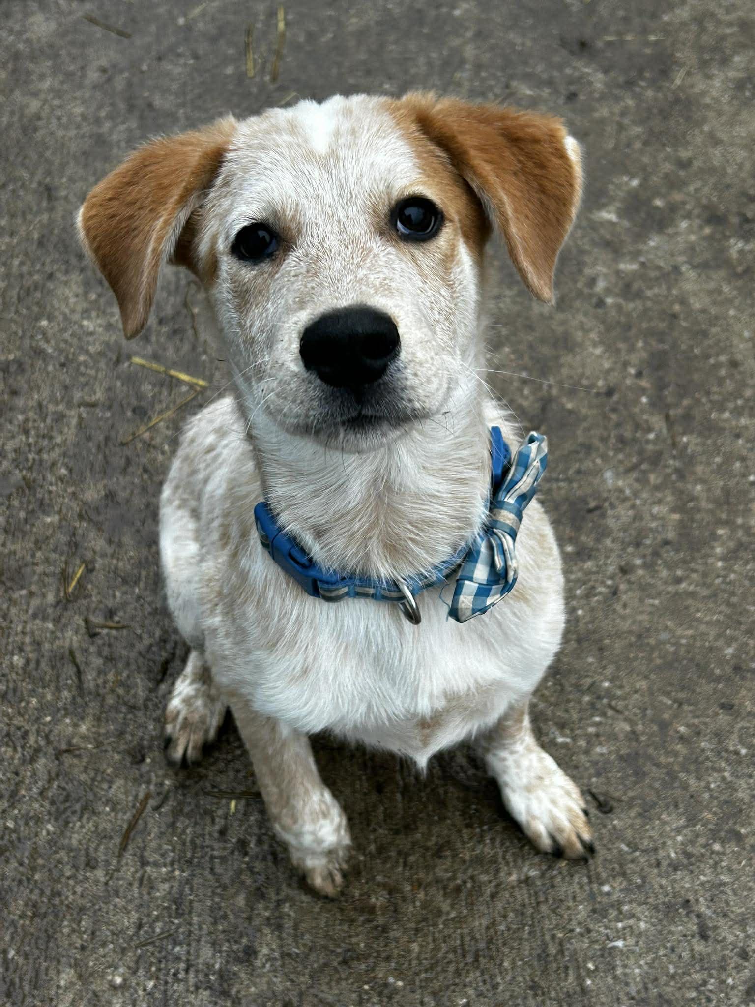 Enlarge Jack, a ADOPTABLE mixed breed in Brunswick, OH image 2/4