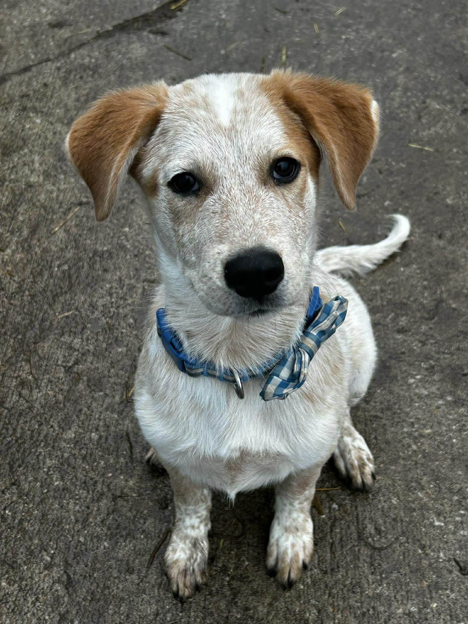 Enlarge Jack, a ADOPTABLE mixed breed in Brunswick, OH image 3/4