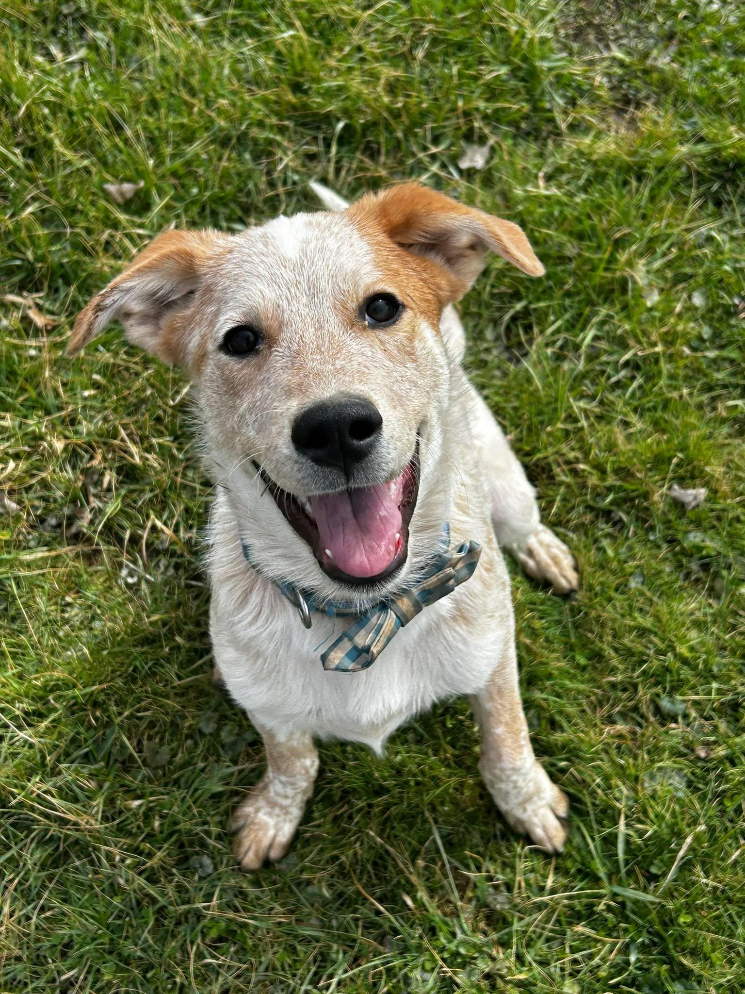 Jack, ADOPTABLE, Puppy Male Great Pyrenees & Australian Cattle Dog / Blue Heeler.