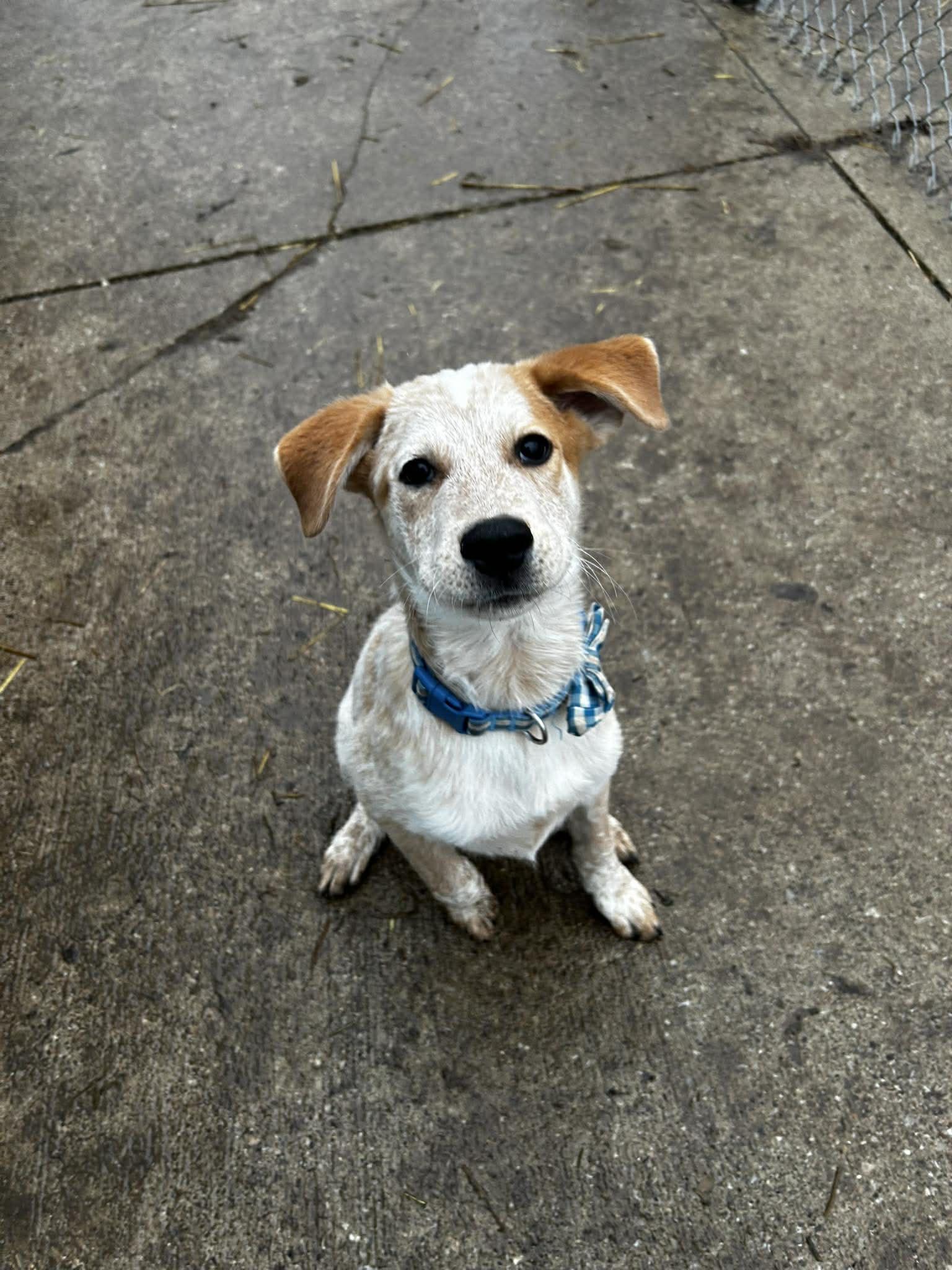 Enlarge Jack, a ADOPTABLE mixed breed in Brunswick, OH image 4/4