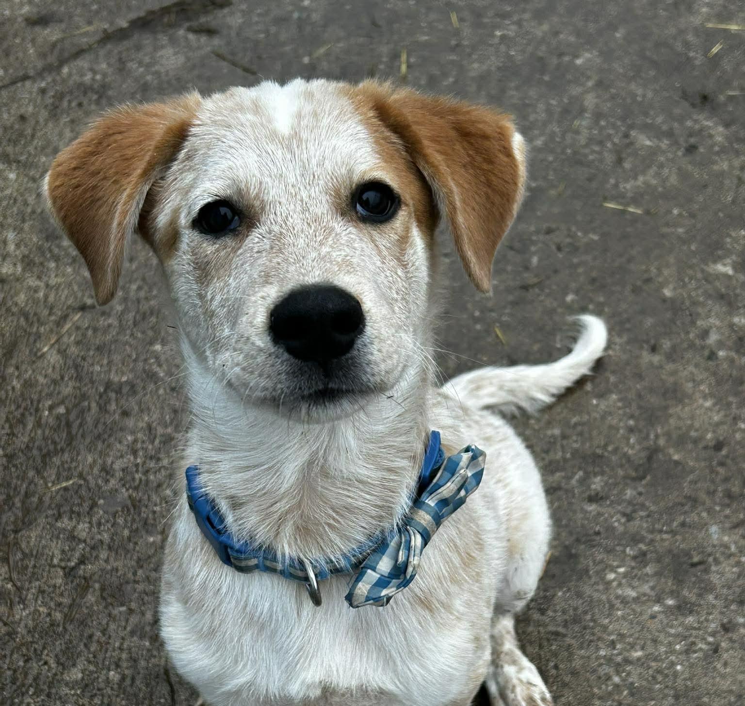 Jack, ADOPTABLE, Puppy Male Great Pyrenees & Australian Cattle Dog / Blue Heeler.