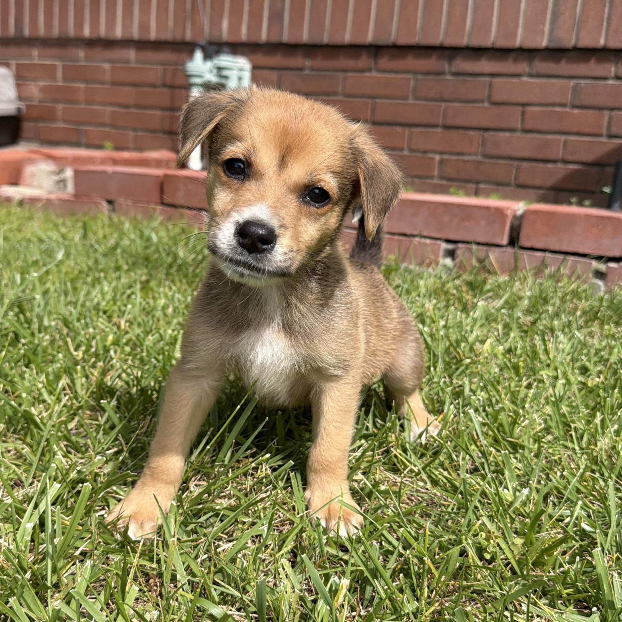 Enlarge Flounder, a Adoptable mixed breed in San Diego, CA image 1/1
