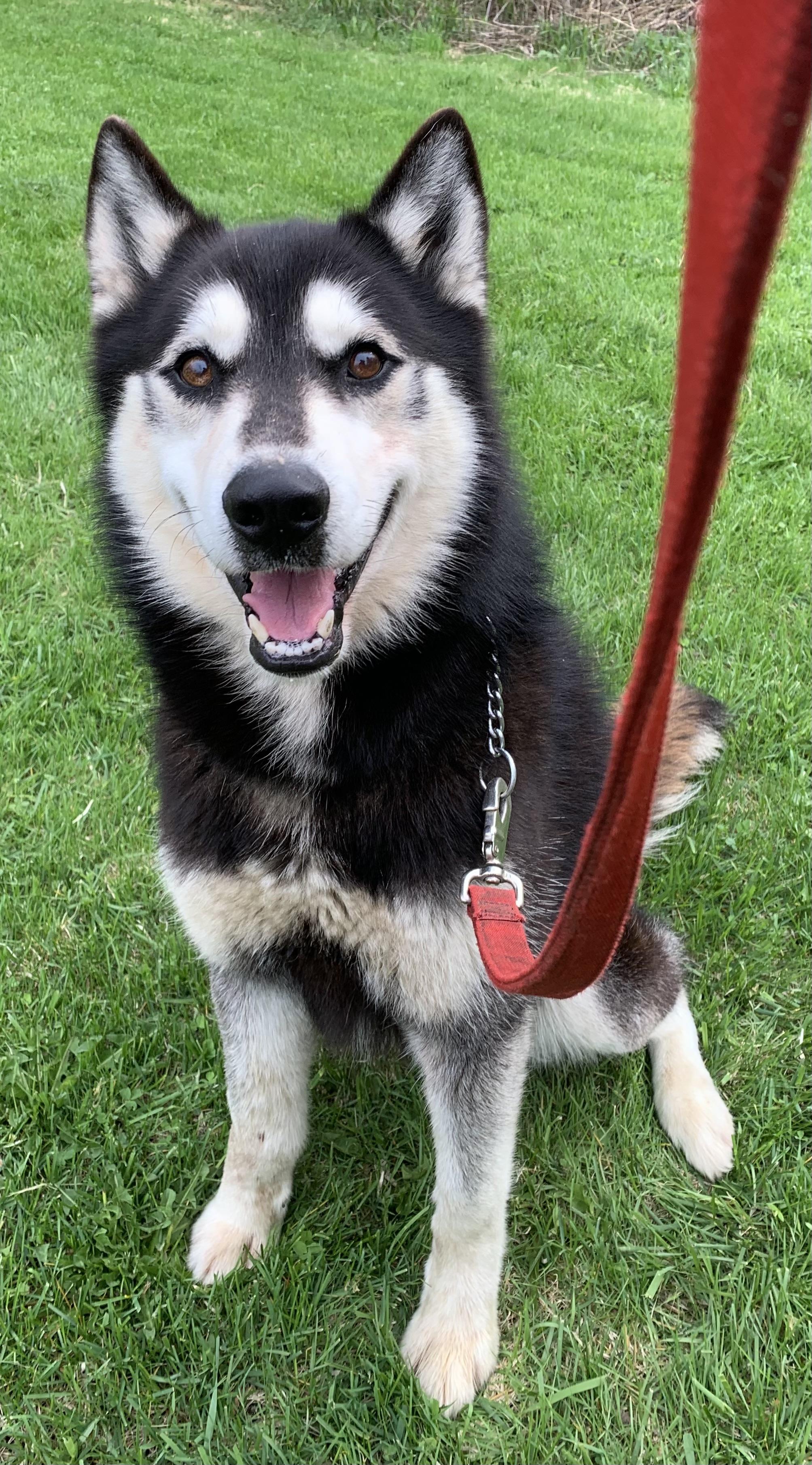 Niko, adoptable, Adult Male Husky.