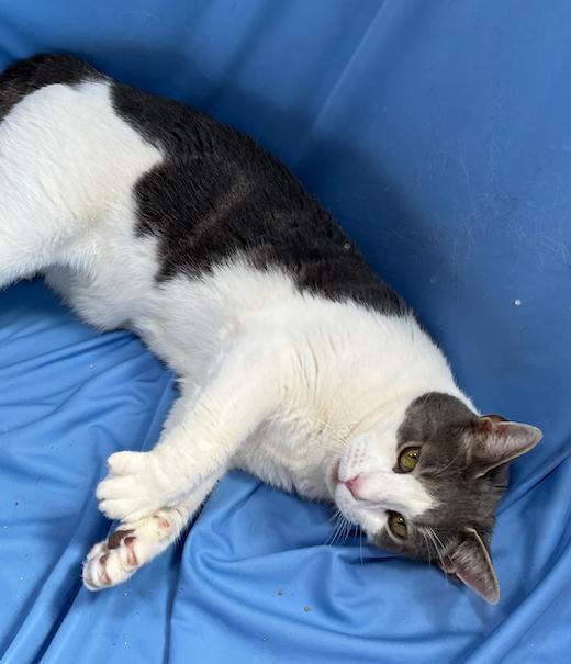 Enlarge Larrabee, a Adoptable Domestic Short Hair in Connelly Springs, NC image 2/5