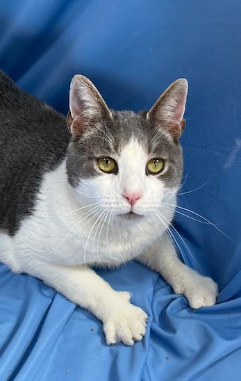 Enlarge Larrabee, a Adoptable Domestic Short Hair in Connelly Springs, NC image 5/5