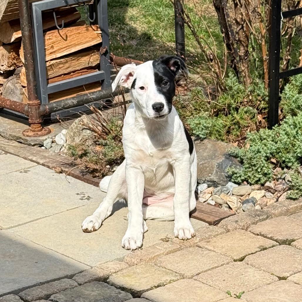 NY Eloise (Foster in Yorktown Heights NY), Adoptable, Puppy Female Border Collie & Terrier.