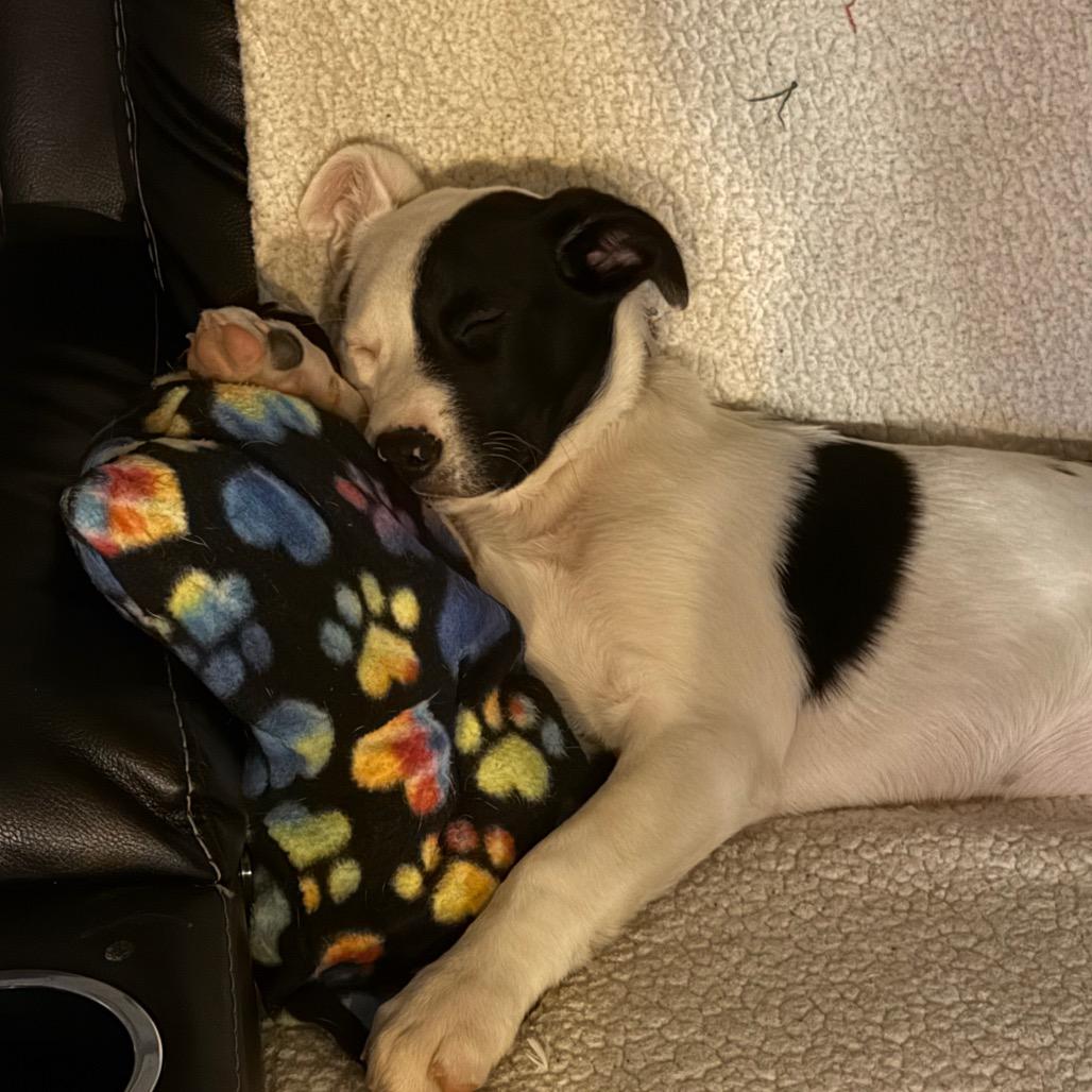 NY Eloise (Foster in Yorktown Heights NY), a Adoptable mixed breed in Yorktown Heights, NY image 4/6