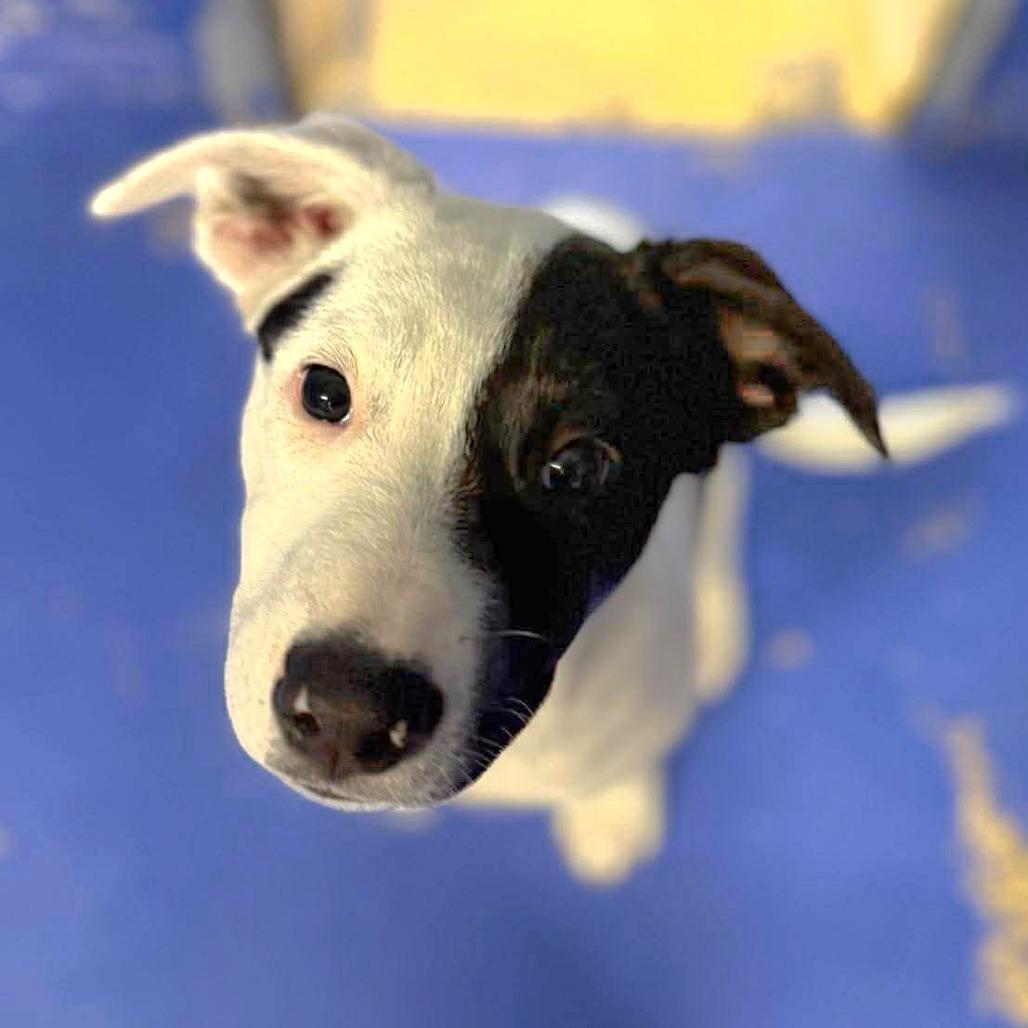 Enlarge CT Eloise, a Adoptable mixed breed in Yorktown Heights, NY image 1/6