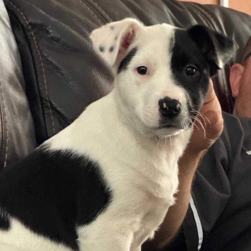 NY Eloise (Foster in Yorktown Heights NY), Adoptable, Puppy Female Border Collie & Terrier.