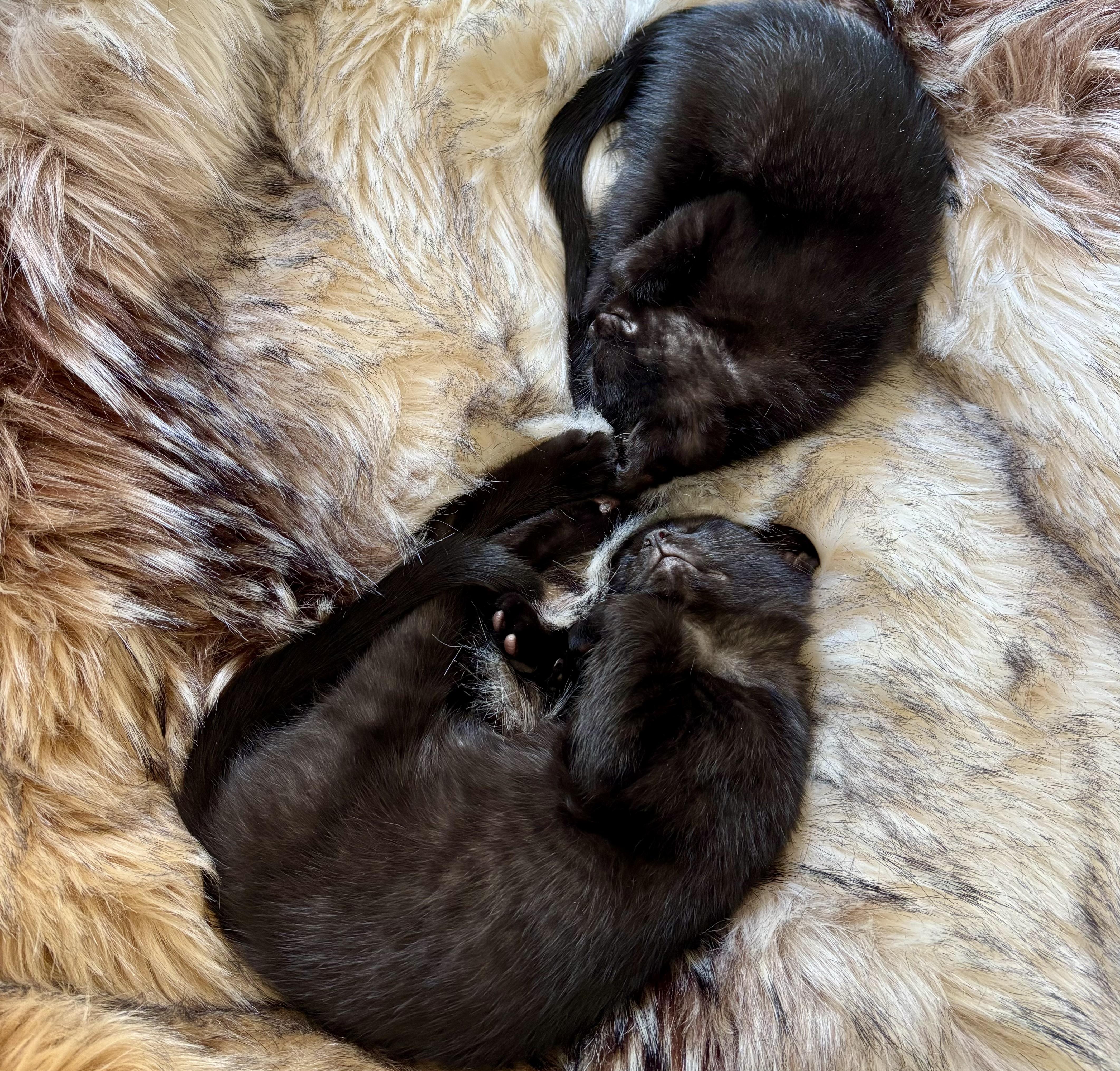 Meadow and Carmela, a Adoptable American Shorthair in New York, NY image 3/6