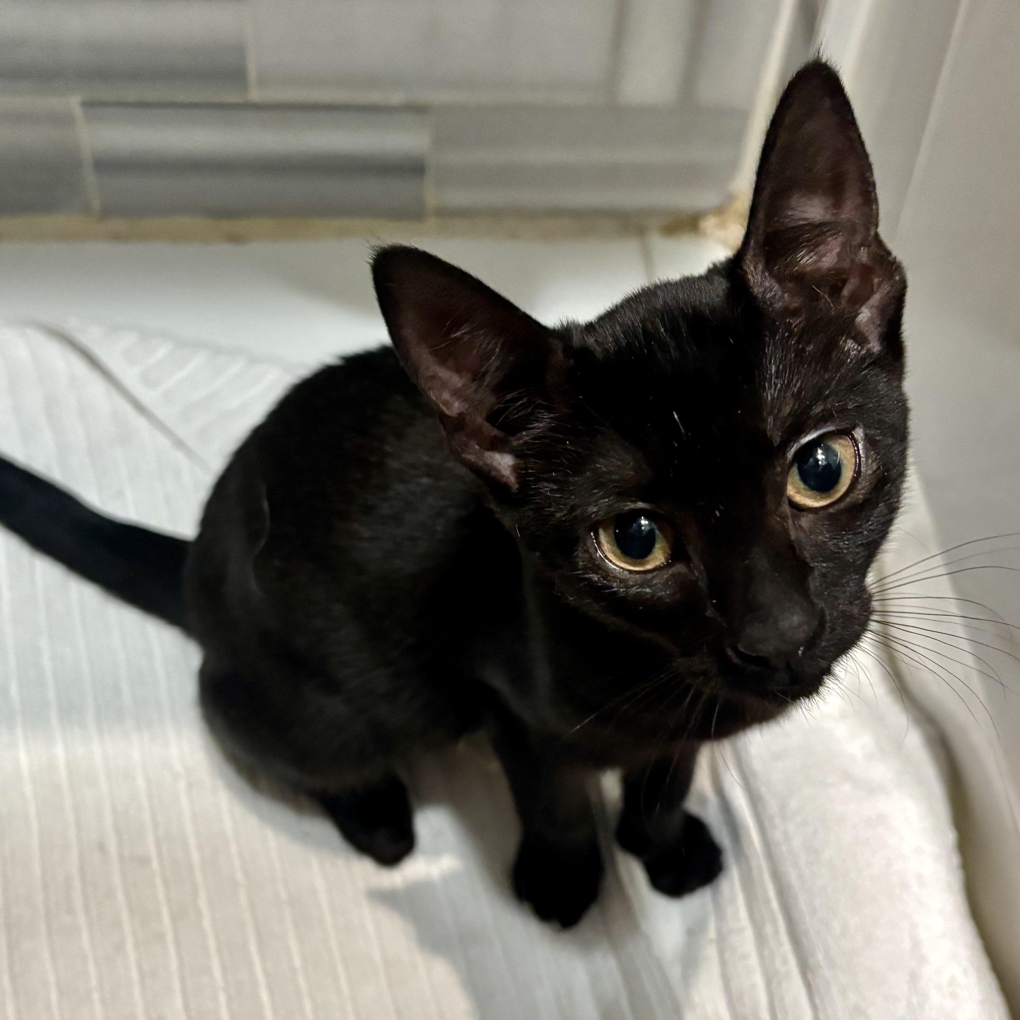 Meadow and Carmela, a Adoptable American Shorthair in New York, NY image 2/6