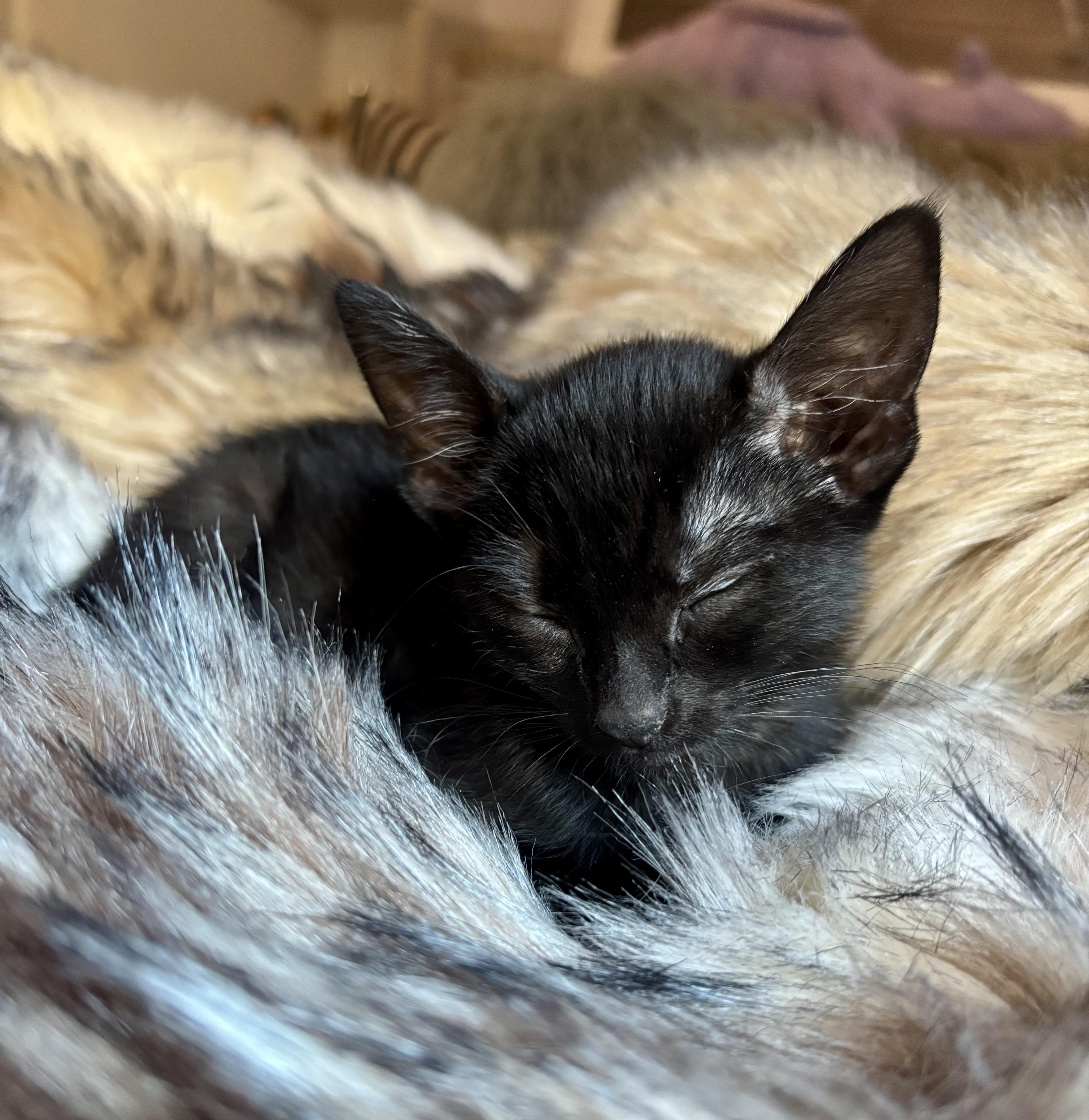 Meadow and Carmela, a Adoptable American Shorthair in New York, NY image 4/6