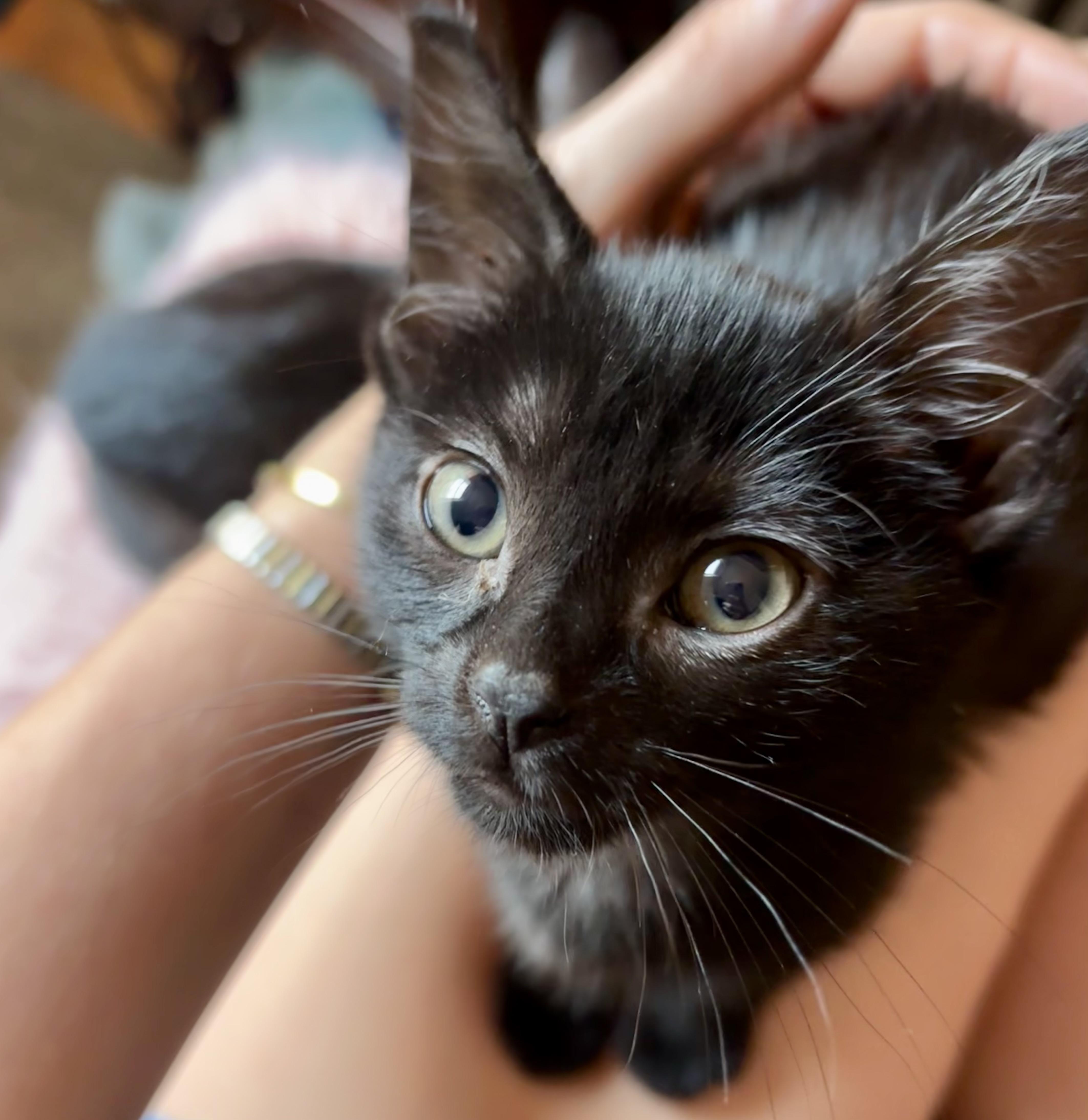 Meadow and Carmela, a Adoptable American Shorthair in New York, NY image 1/6