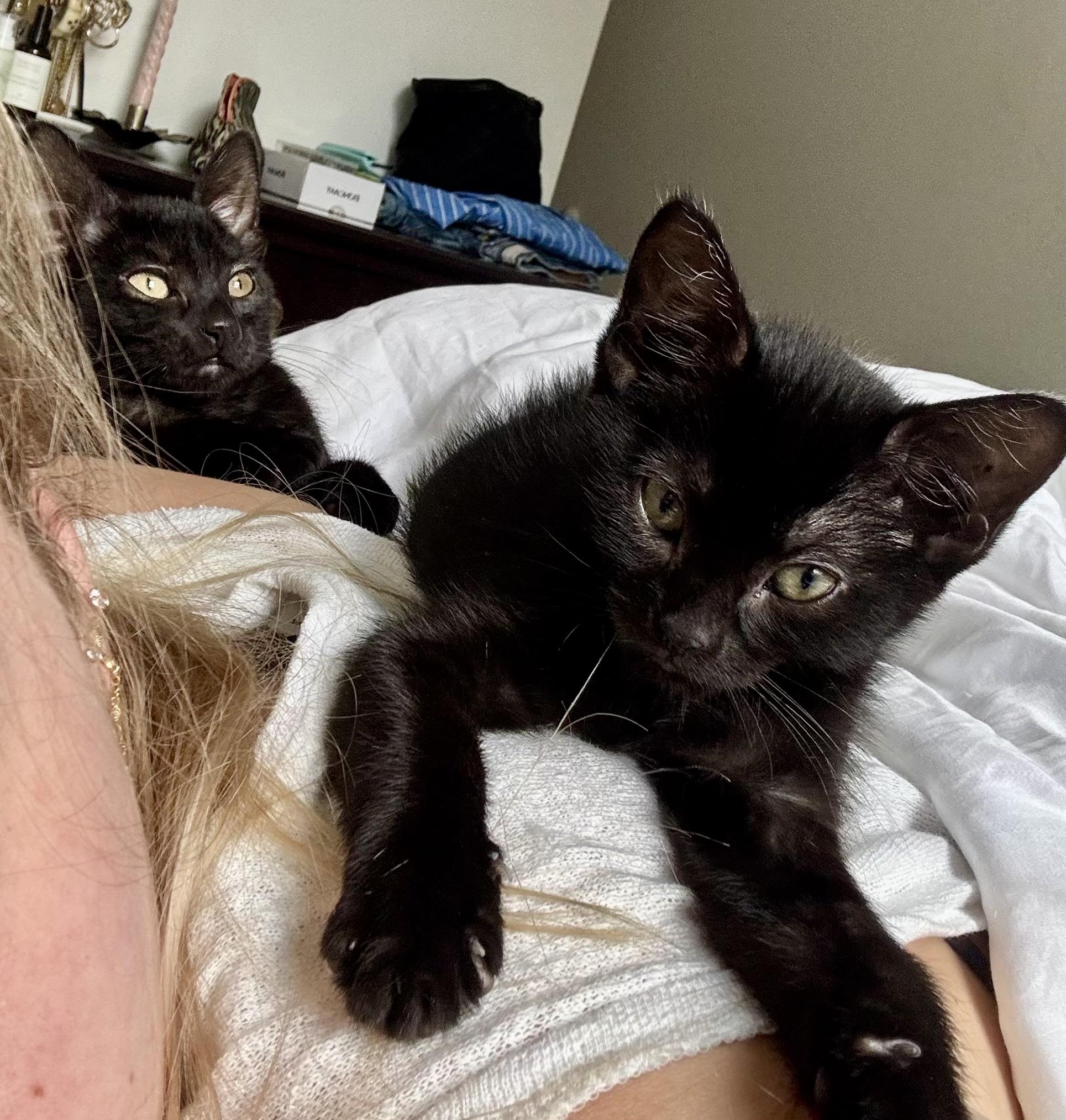 Meadow and Carmela, a Adoptable American Shorthair in New York, NY image 6/6