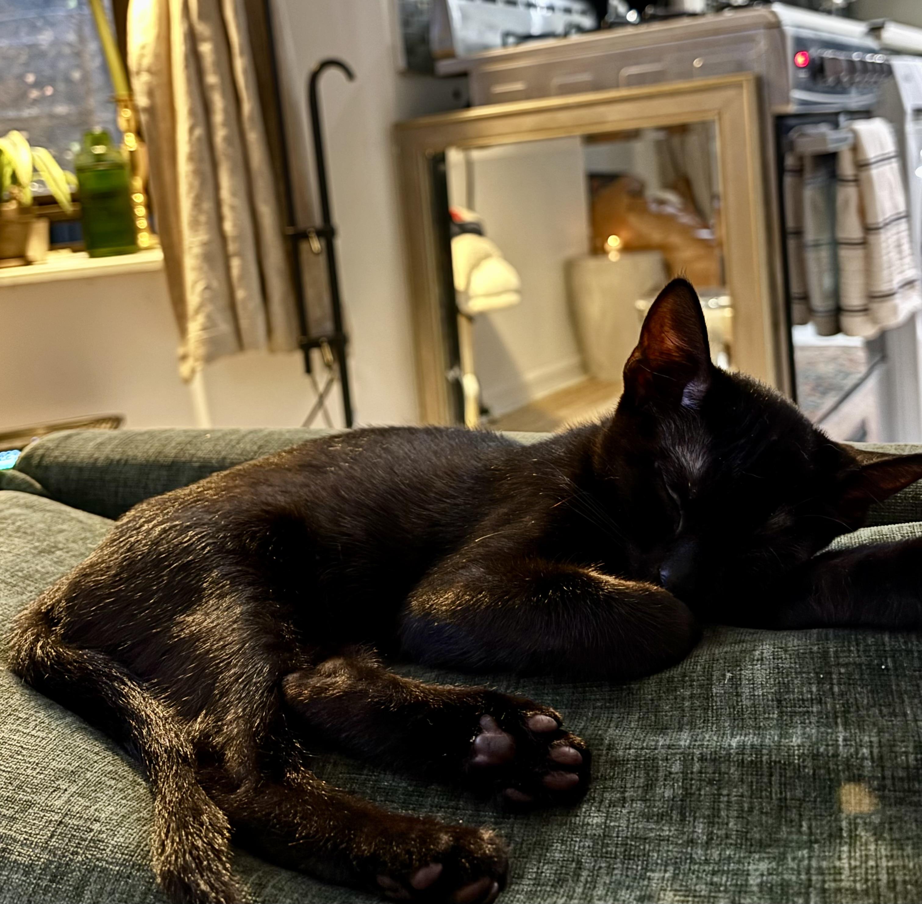 Meadow and Carmela, a Adoptable American Shorthair in New York, NY image 5/6