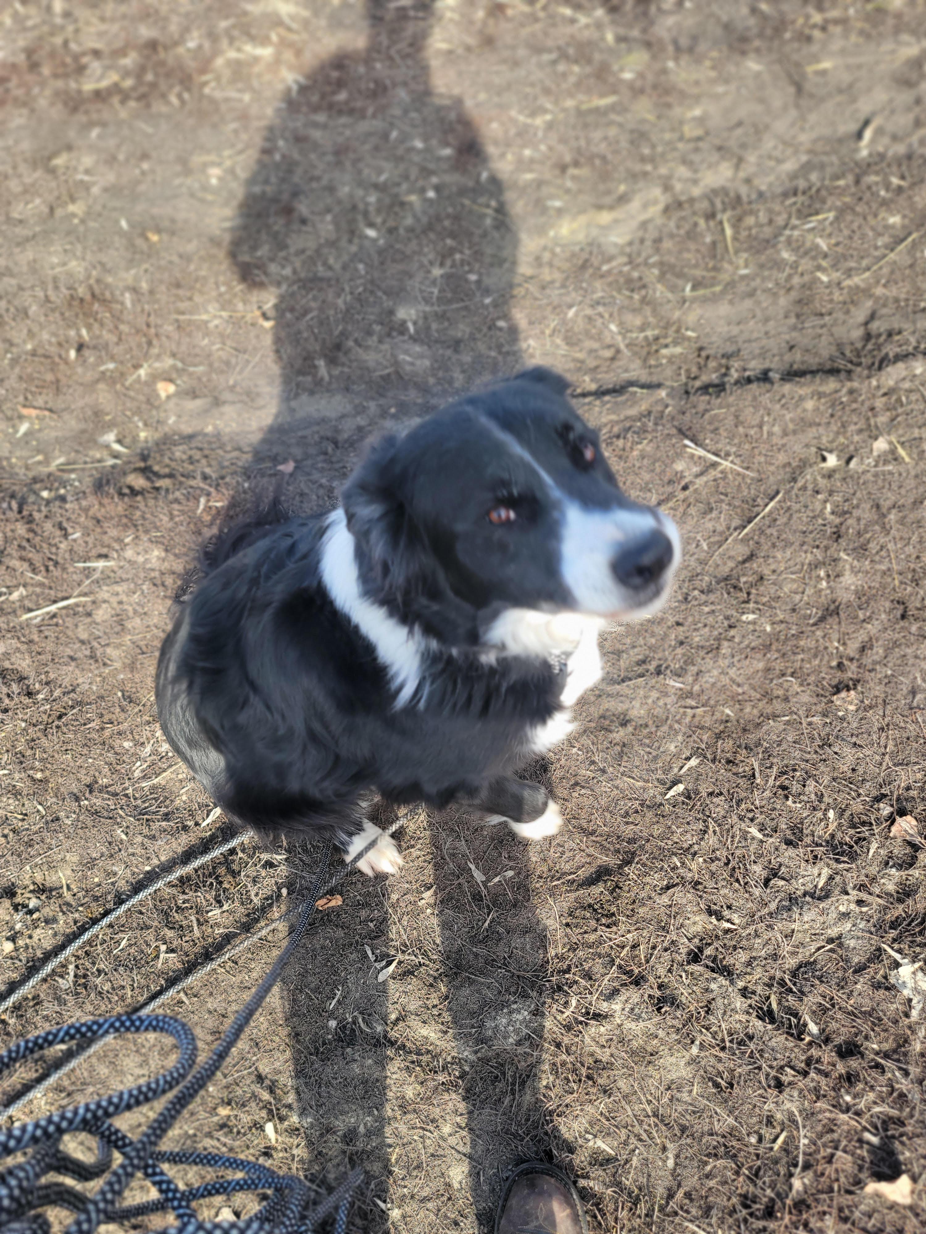 Ollie, ADOPTABLE, Adult Male Border Collie.