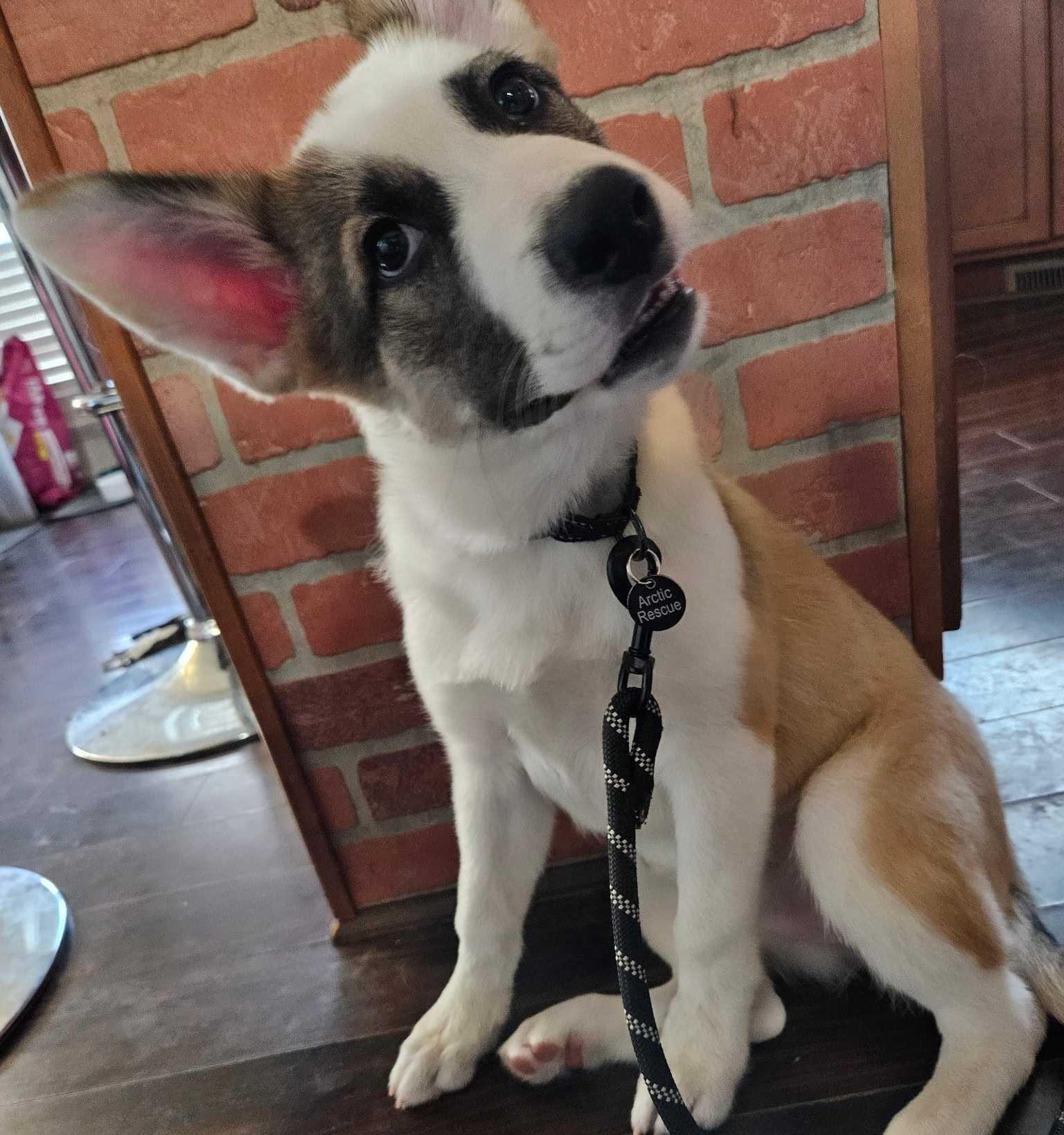 Nutmeg, Adopted, Young Female Siberian Husky.