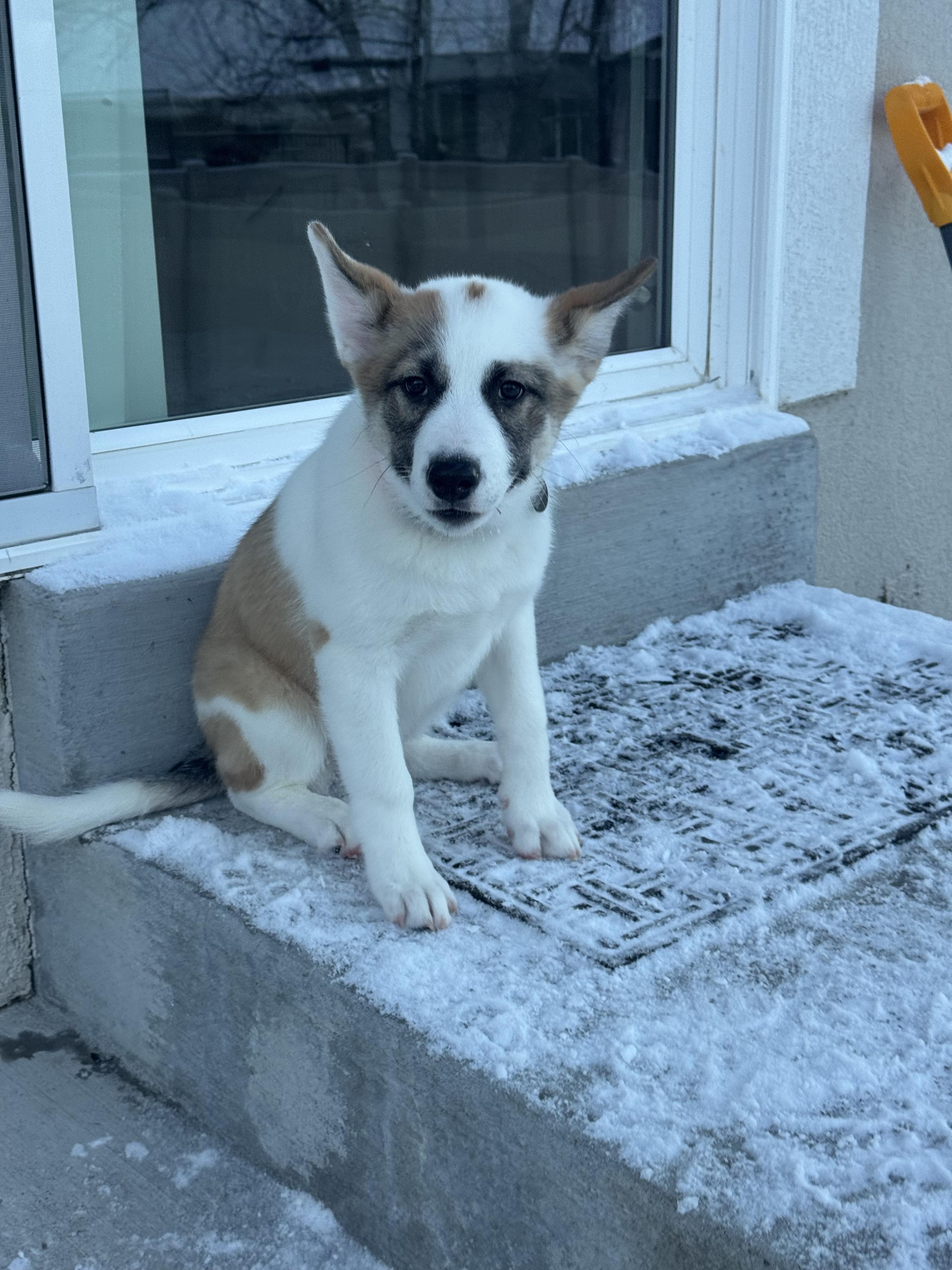 Enlarge Nutmeg, a Adopted mixed breed in Cottonwood Heights, UT image 2/6