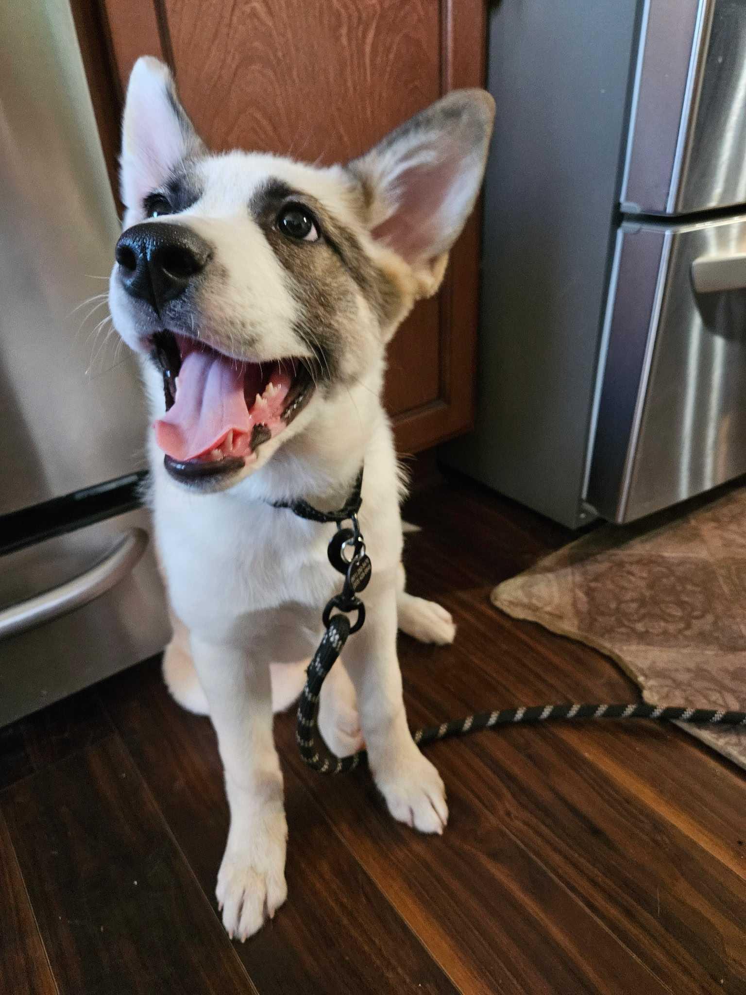 Enlarge Nutmeg, a Adopted mixed breed in Cottonwood Heights, UT image 3/6