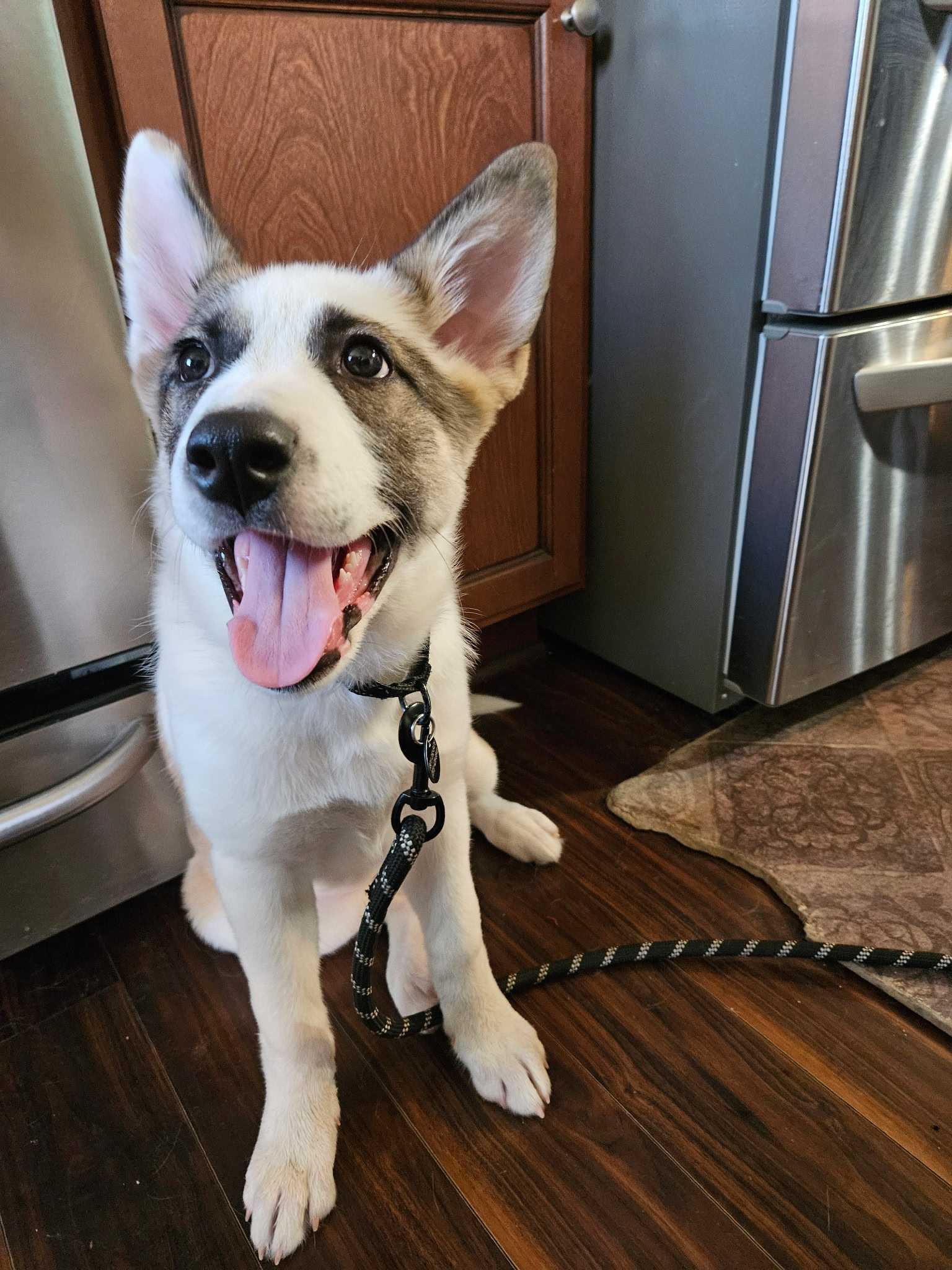 Enlarge Nutmeg, a Adopted mixed breed in Cottonwood Heights, UT image 4/6