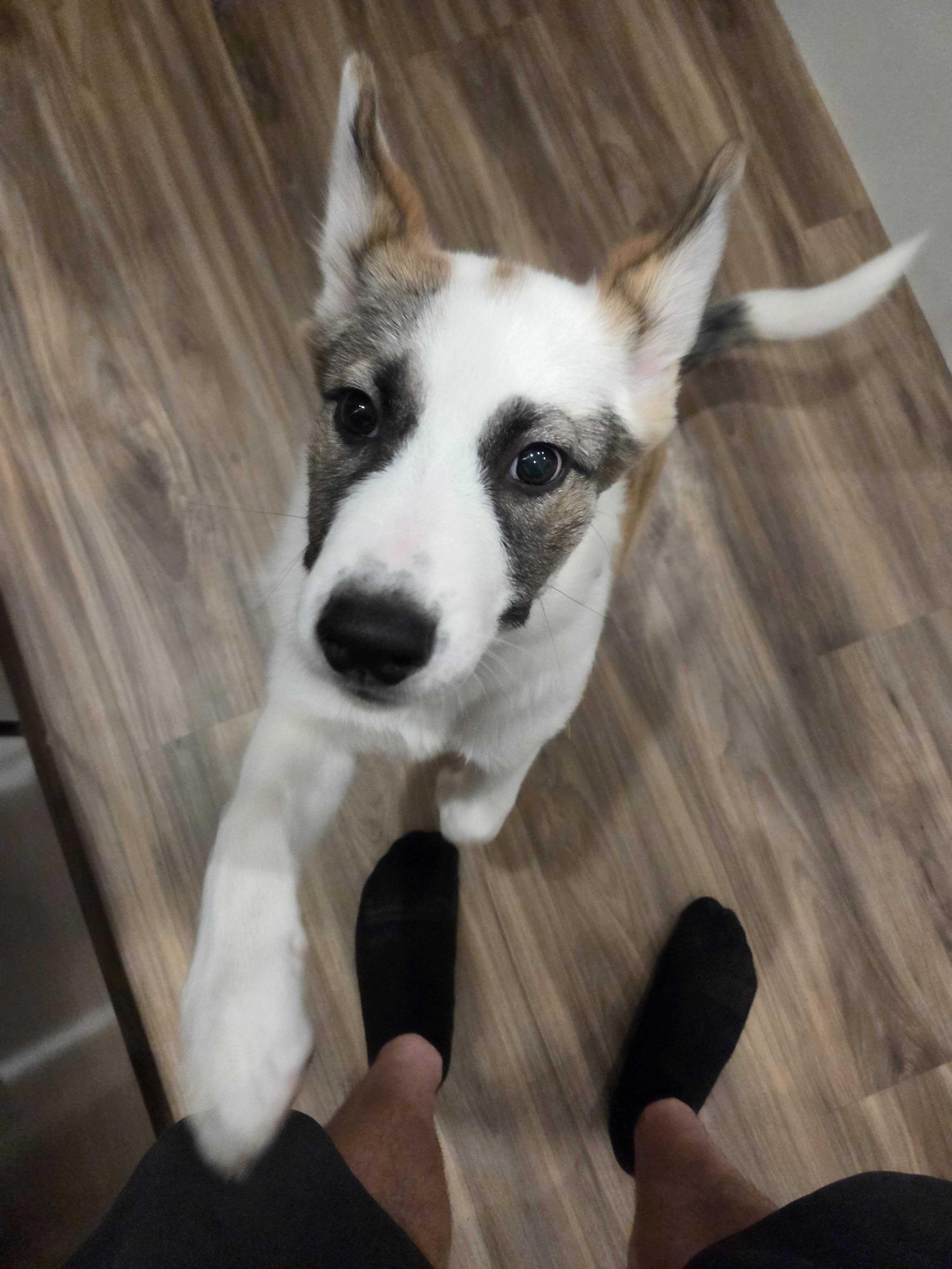 Enlarge Nutmeg, a Adopted mixed breed in Cottonwood Heights, UT image 5/6