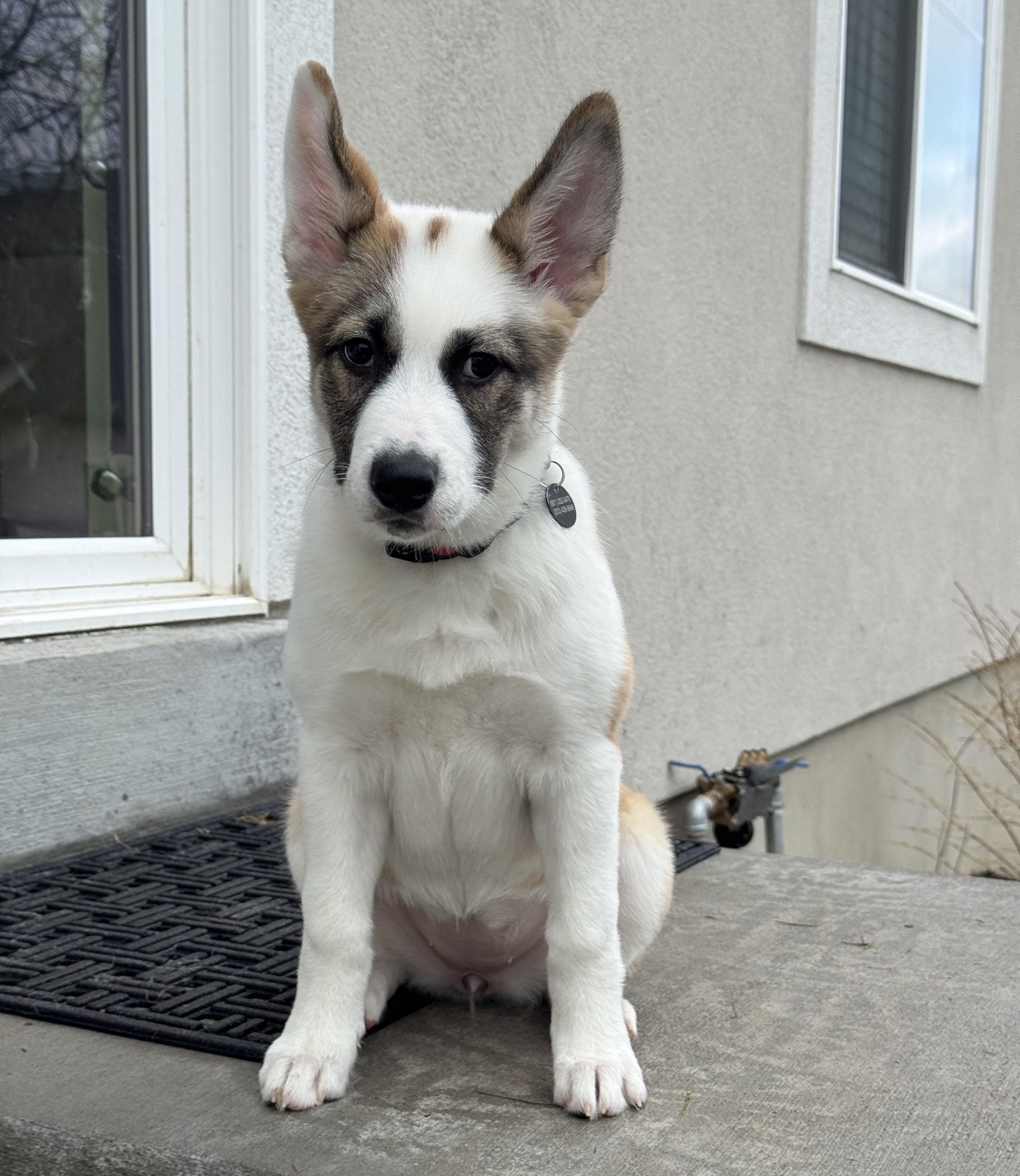 Enlarge Nutmeg, a Adopted mixed breed in Cottonwood Heights, UT image 6/6