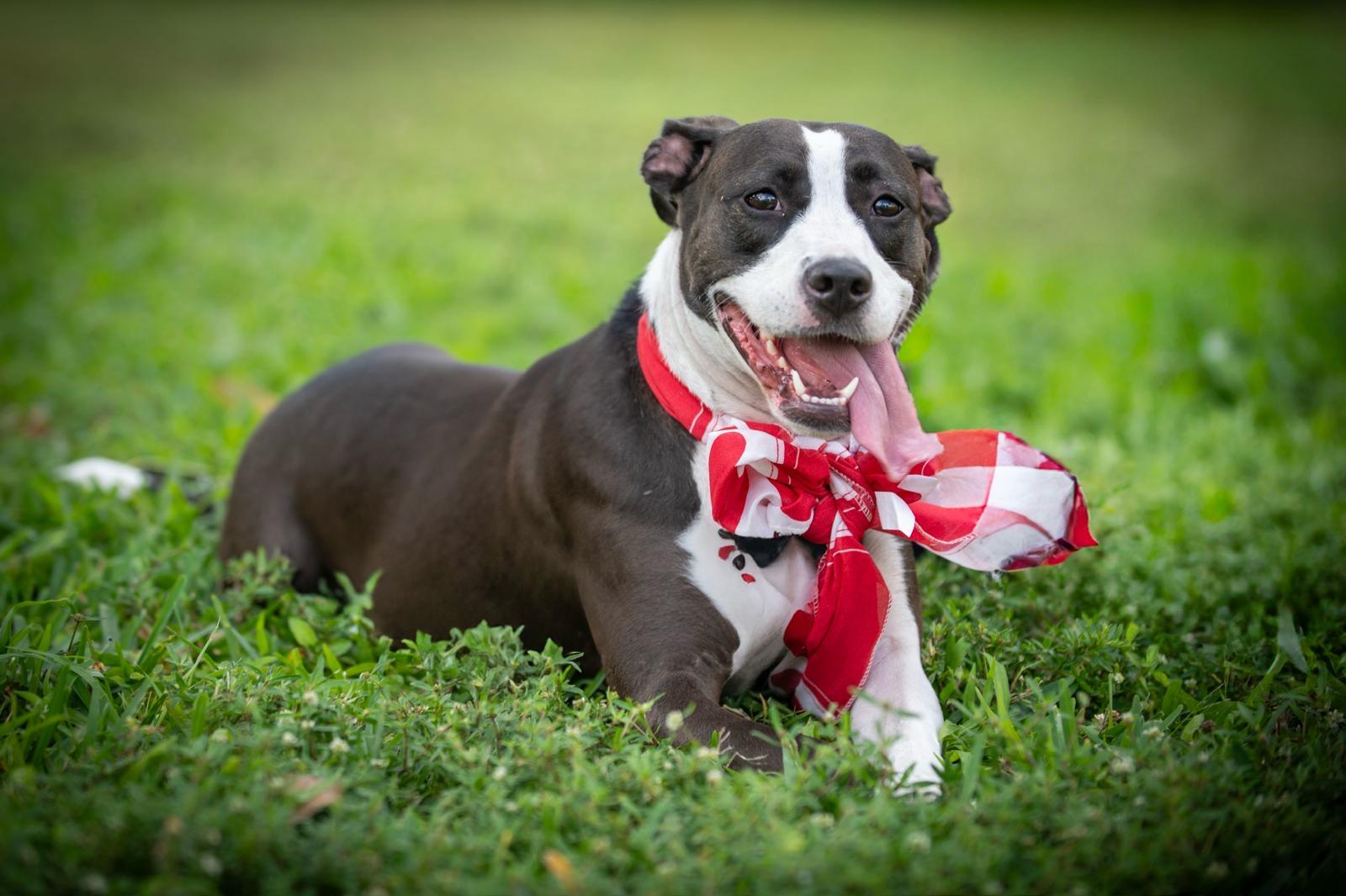 Aceituna, an adoptable American Staffordshire Terrier in Miami, FL, 33173 | Photo Image 4