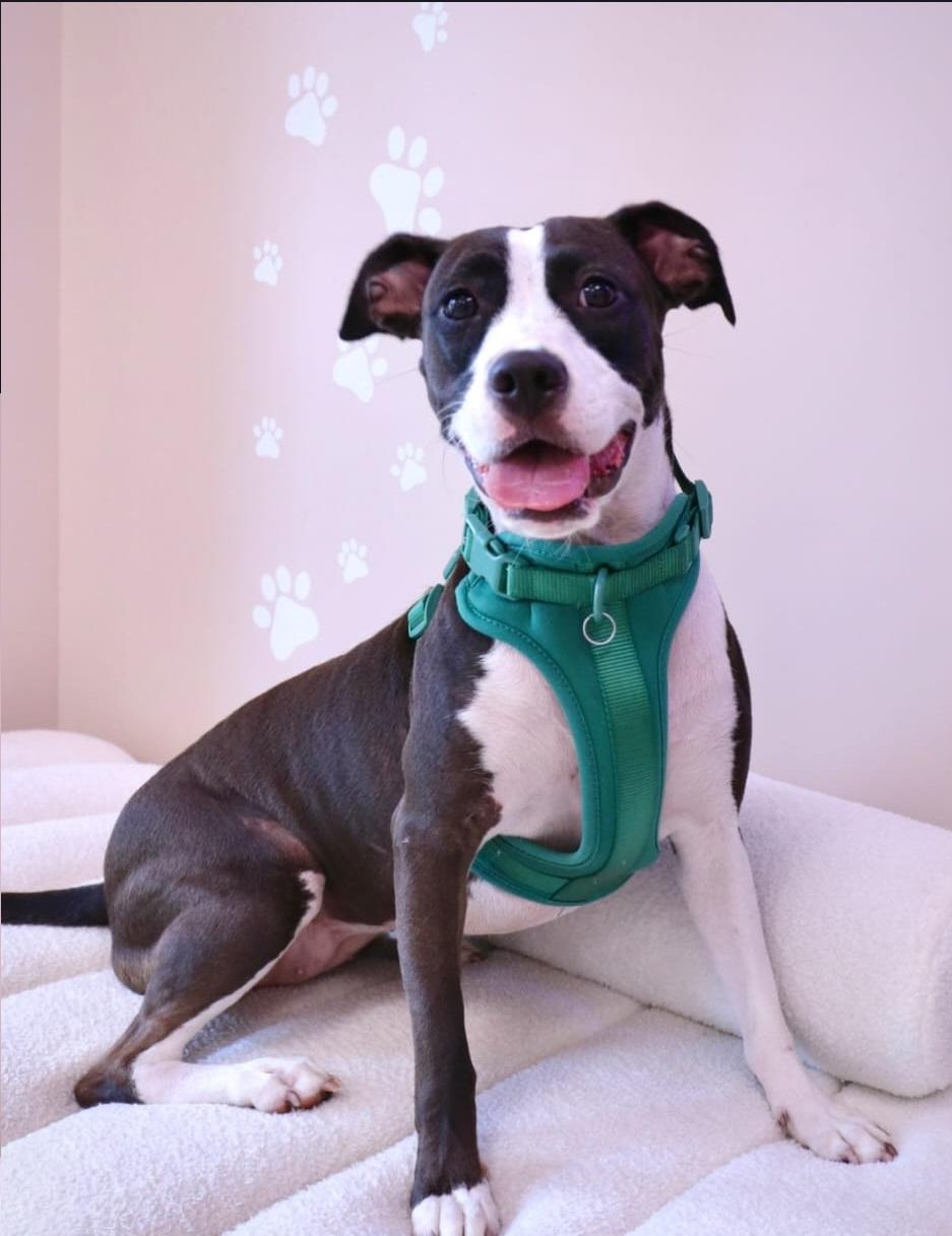 Aceituna, an adoptable American Staffordshire Terrier in Miami, FL, 33173 | Photo Image 7
