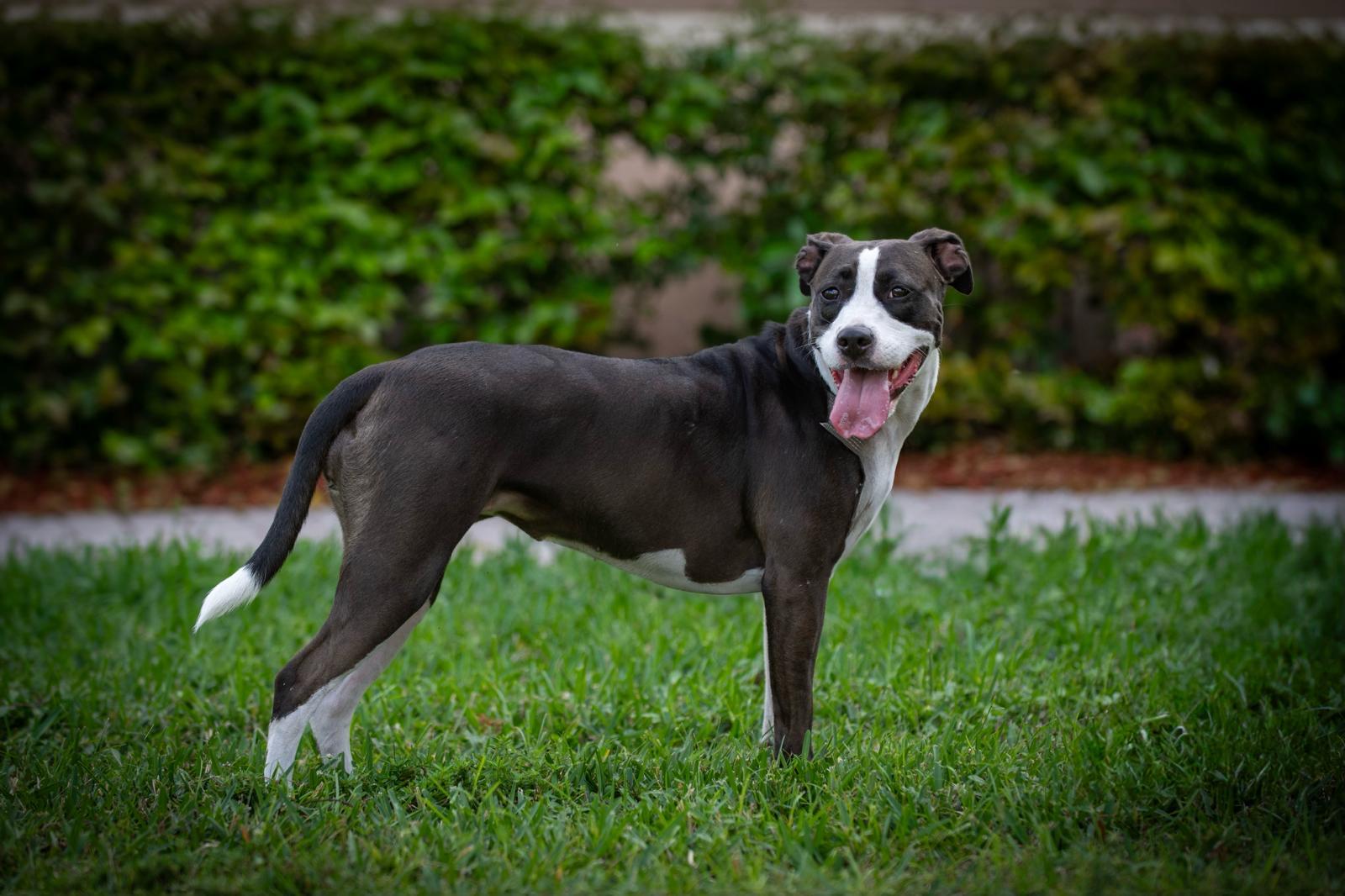 Aceituna, an adoptable American Staffordshire Terrier in Miami, FL, 33173 | Photo Image 6