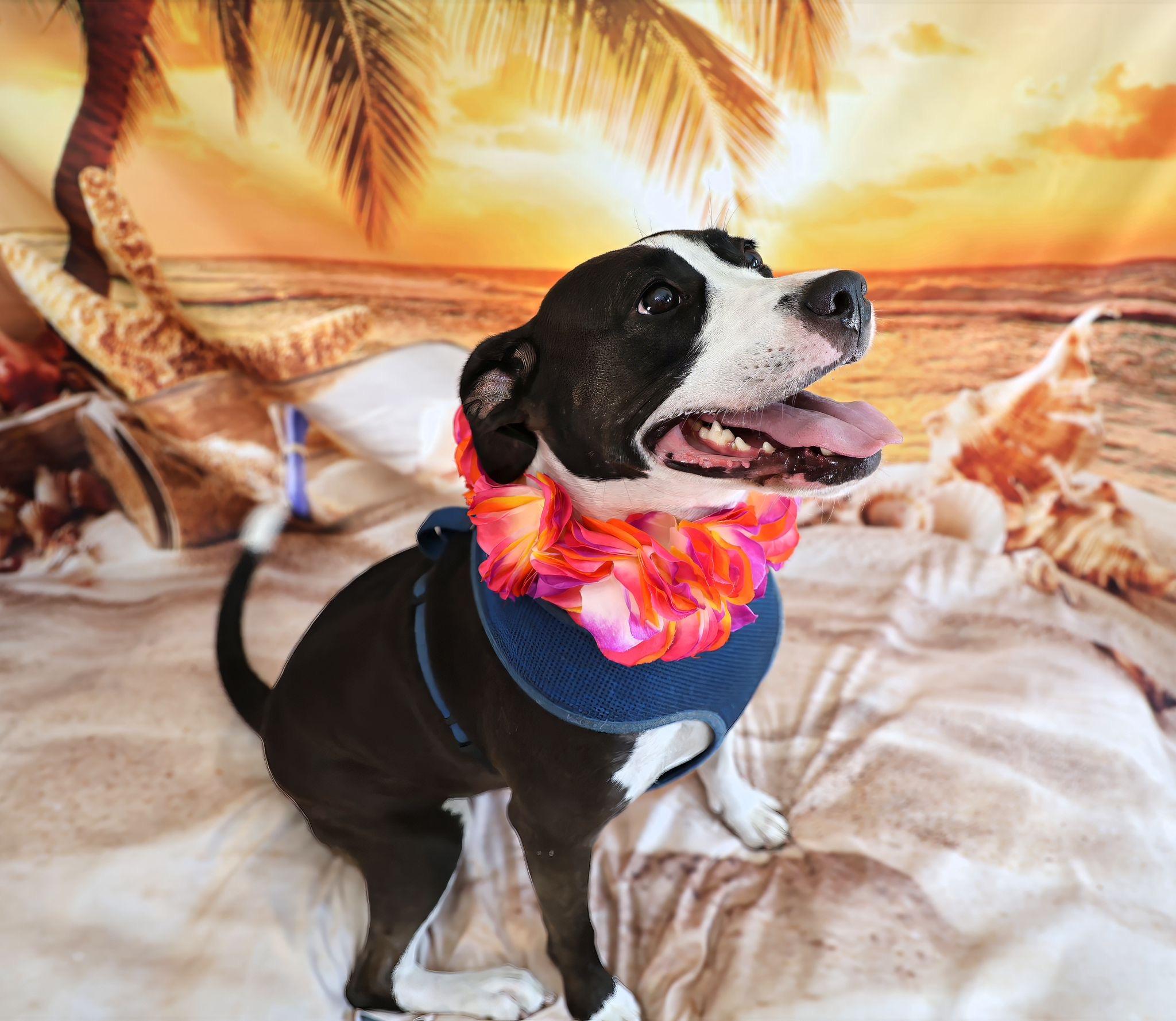 Aceituna, an adoptable American Staffordshire Terrier in Miami, FL, 33173 | Photo Image 3