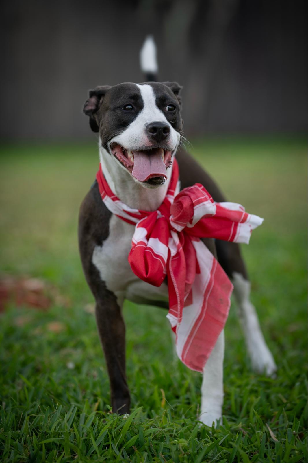 Aceituna, an adoptable American Staffordshire Terrier in Miami, FL, 33173 | Photo Image 5