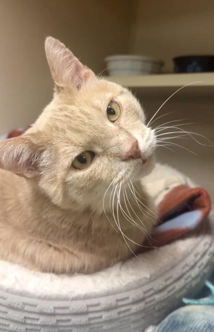 Bear, Adoptable, Adult Male Domestic Short Hair & Domestic Short Hair.