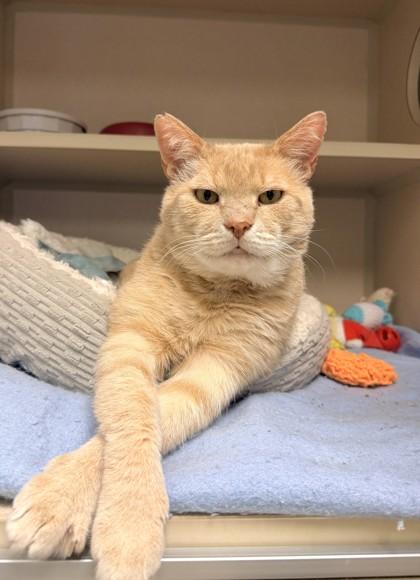 Enlarge Bear, a Adoptable mixed breed in Quakertown, PA image 2/3