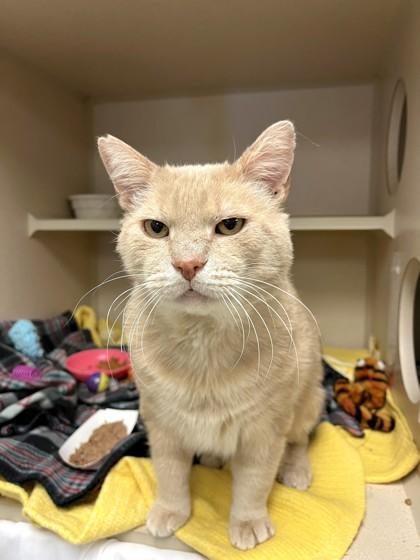 Bear, Adoptable, Adult Male Domestic Short Hair & Domestic Short Hair.