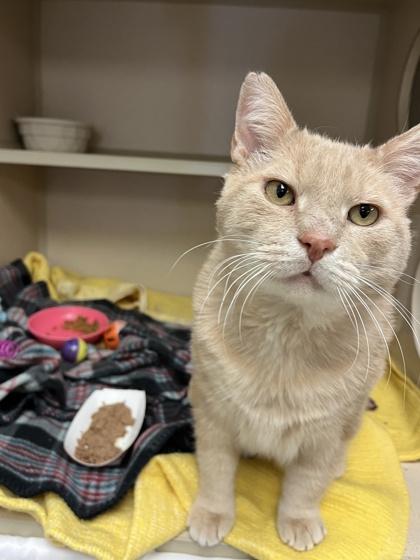 Bear, Adoptable, Adult Male Domestic Short Hair & Domestic Short Hair.