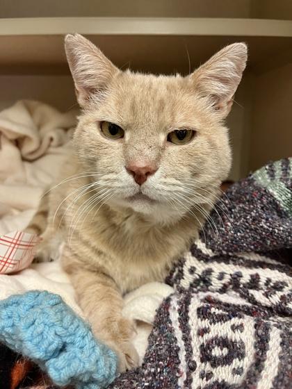 Enlarge Bear, a Adoptable mixed breed in Quakertown, PA image 2/3
