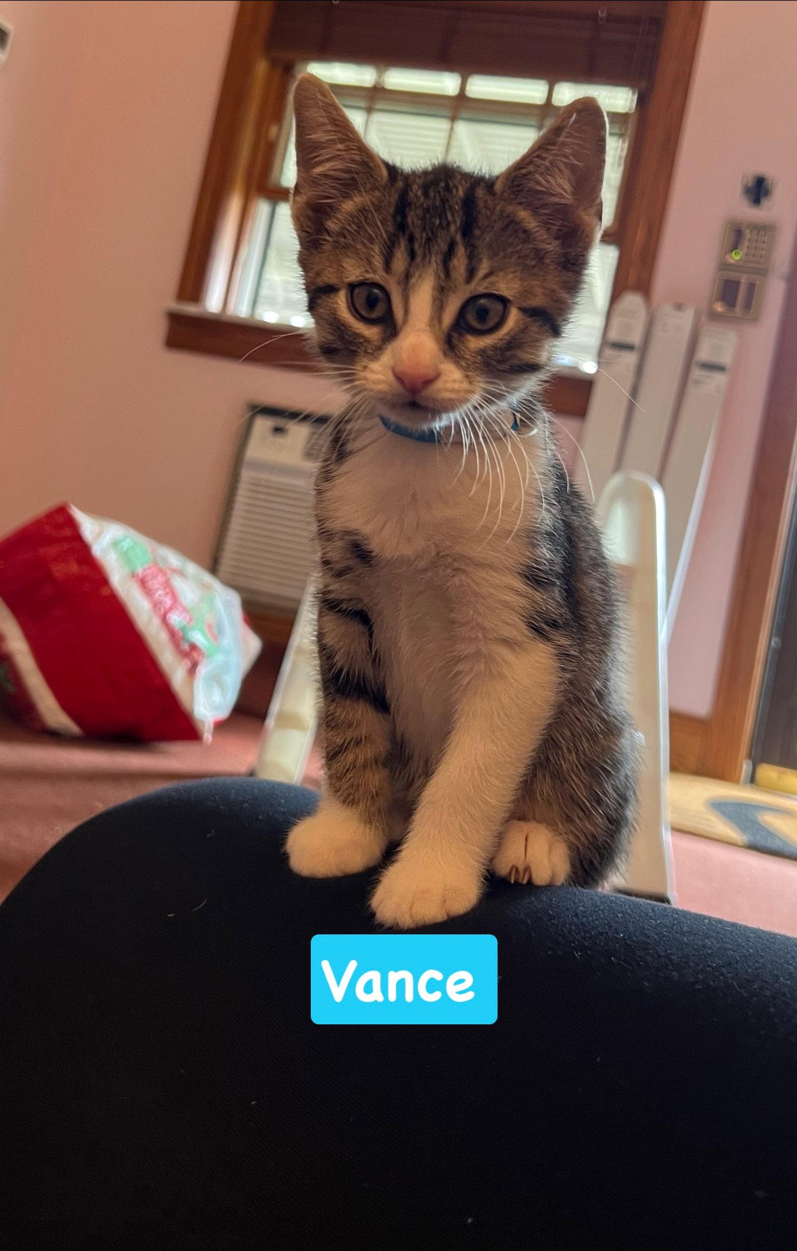 Enlarge Vance, a Adoptable mixed breed in Yardley, PA image 1/1