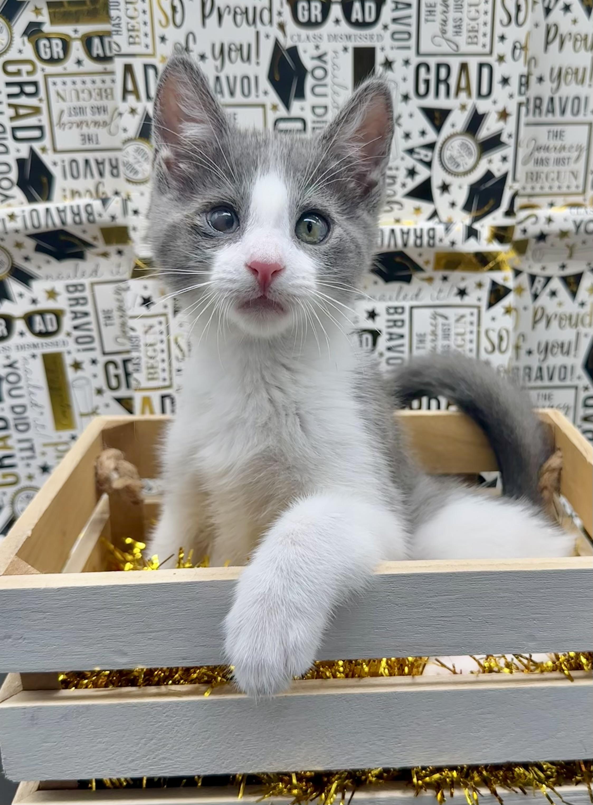 Marley (Maisie), a ADOPTABLE Domestic Medium Hair in HUNTINGTON BEACH, CA image 1/2