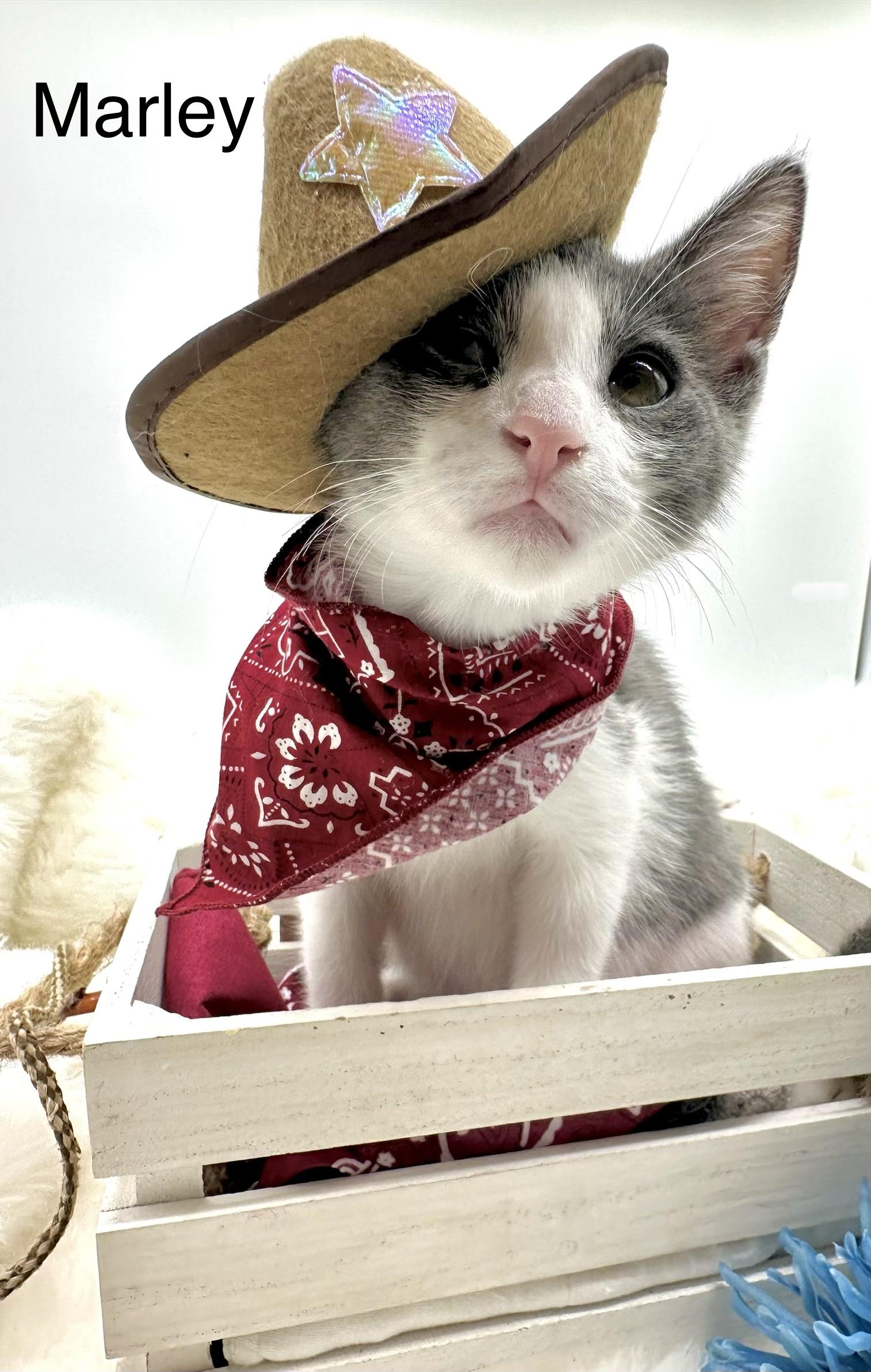 Marley (bonded to sister, Maisie), Adoptable, Kitten Male Domestic Medium Hair.