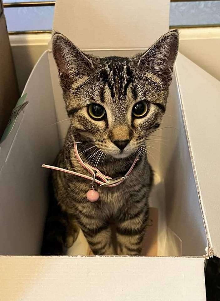 Enlarge MOLLY, a Adopted Domestic Short Hair in High Level, AB image 1/2