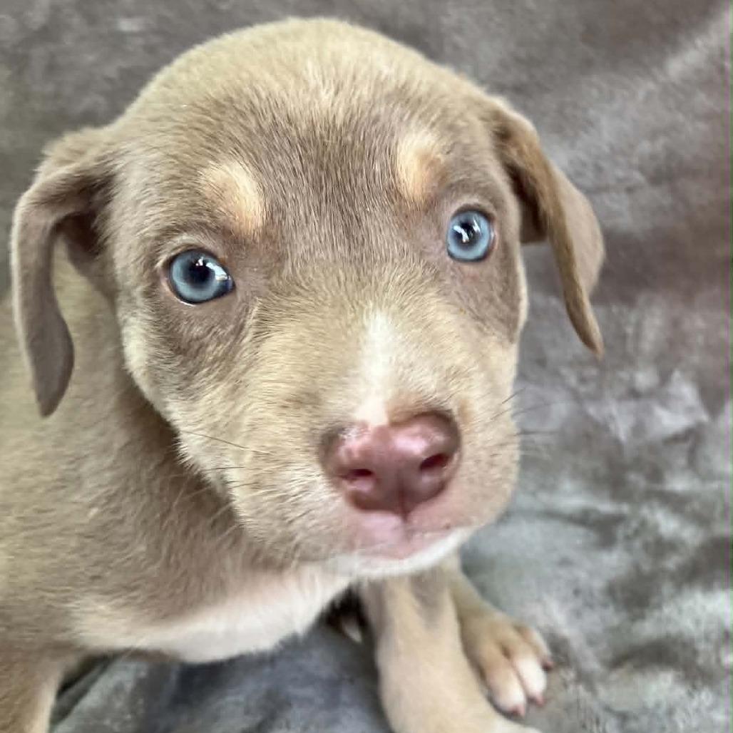 Madame Zoomington III, Adoptable, Puppy Female Mixed Breed.