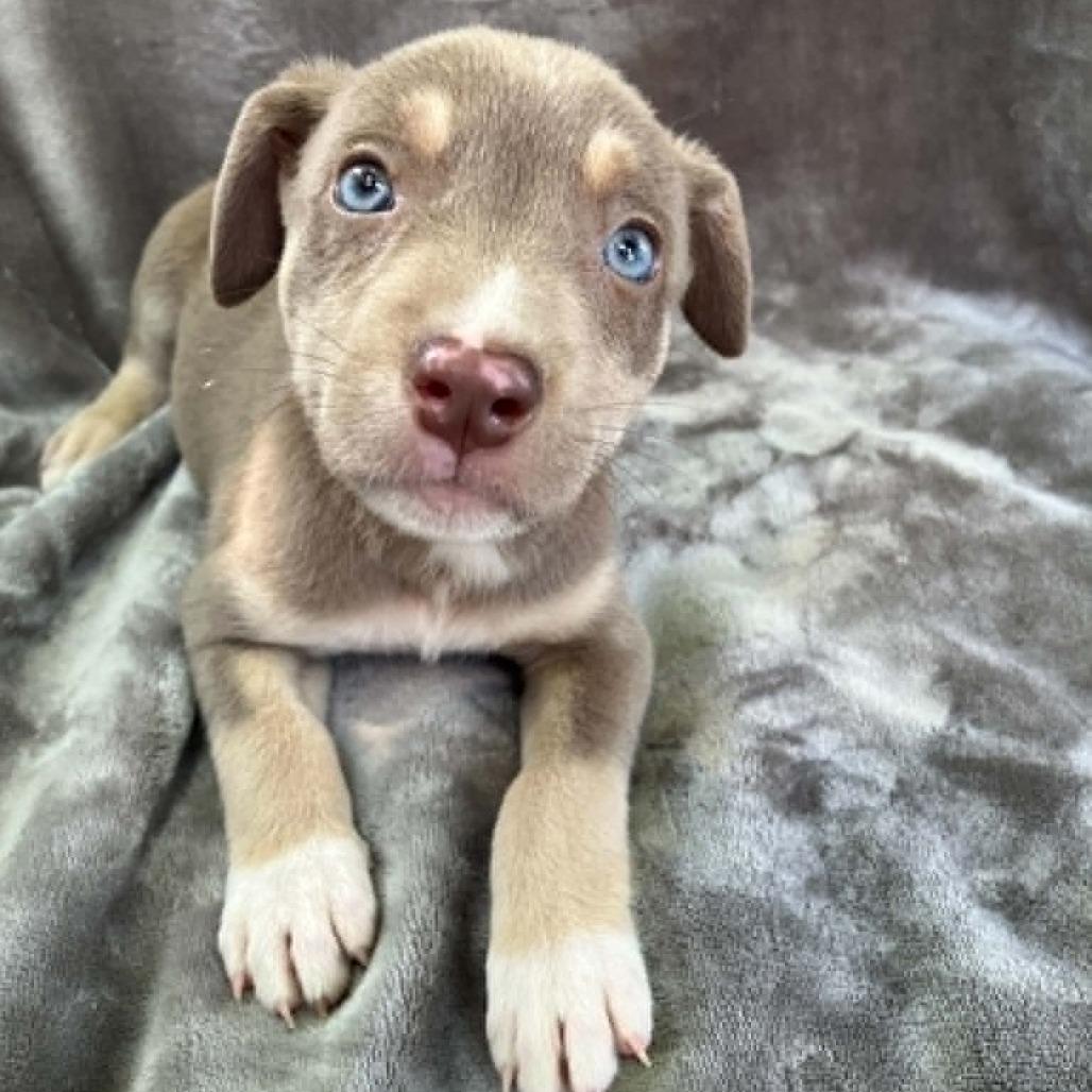 Madame Zoomington III, a Adoptable Mixed Breed in Pulaski, TN image 2/4