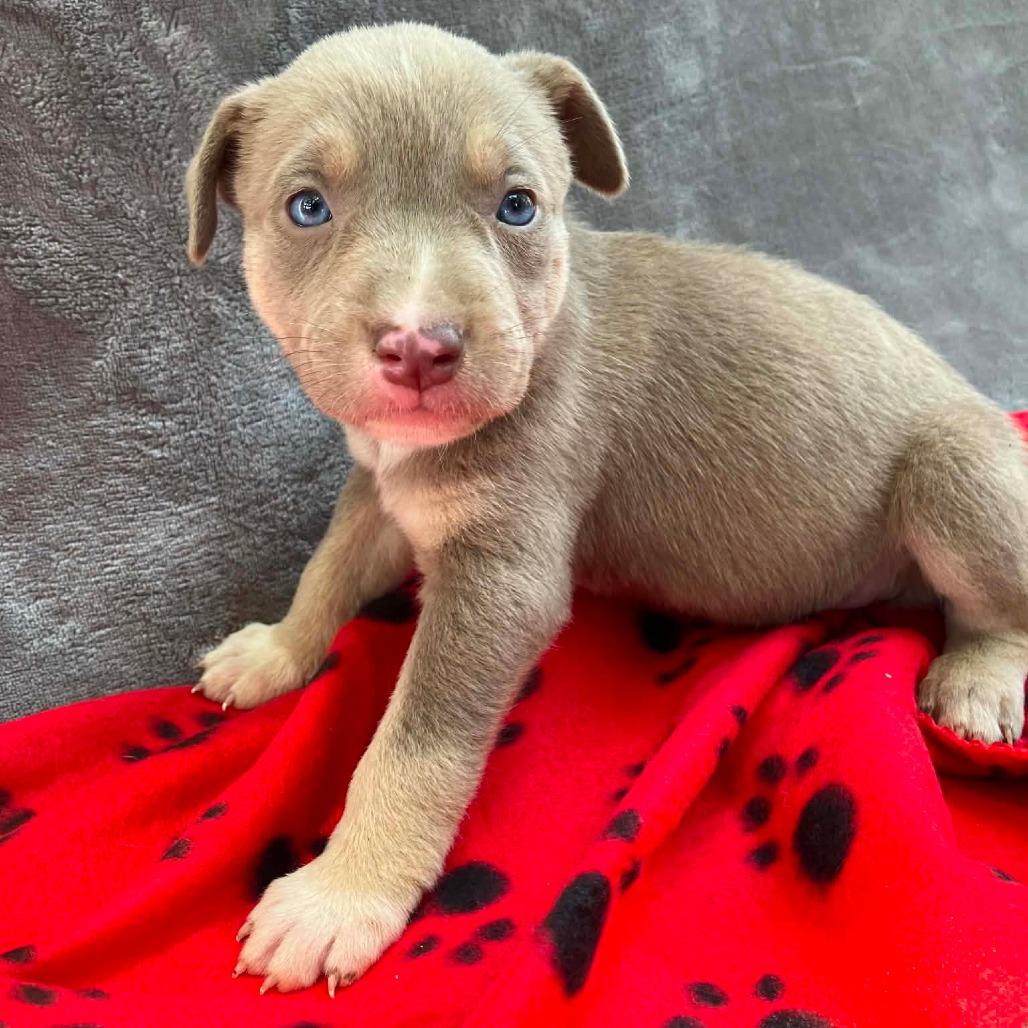 Puppy B7, Adoptable, Puppy Female Mixed Breed.