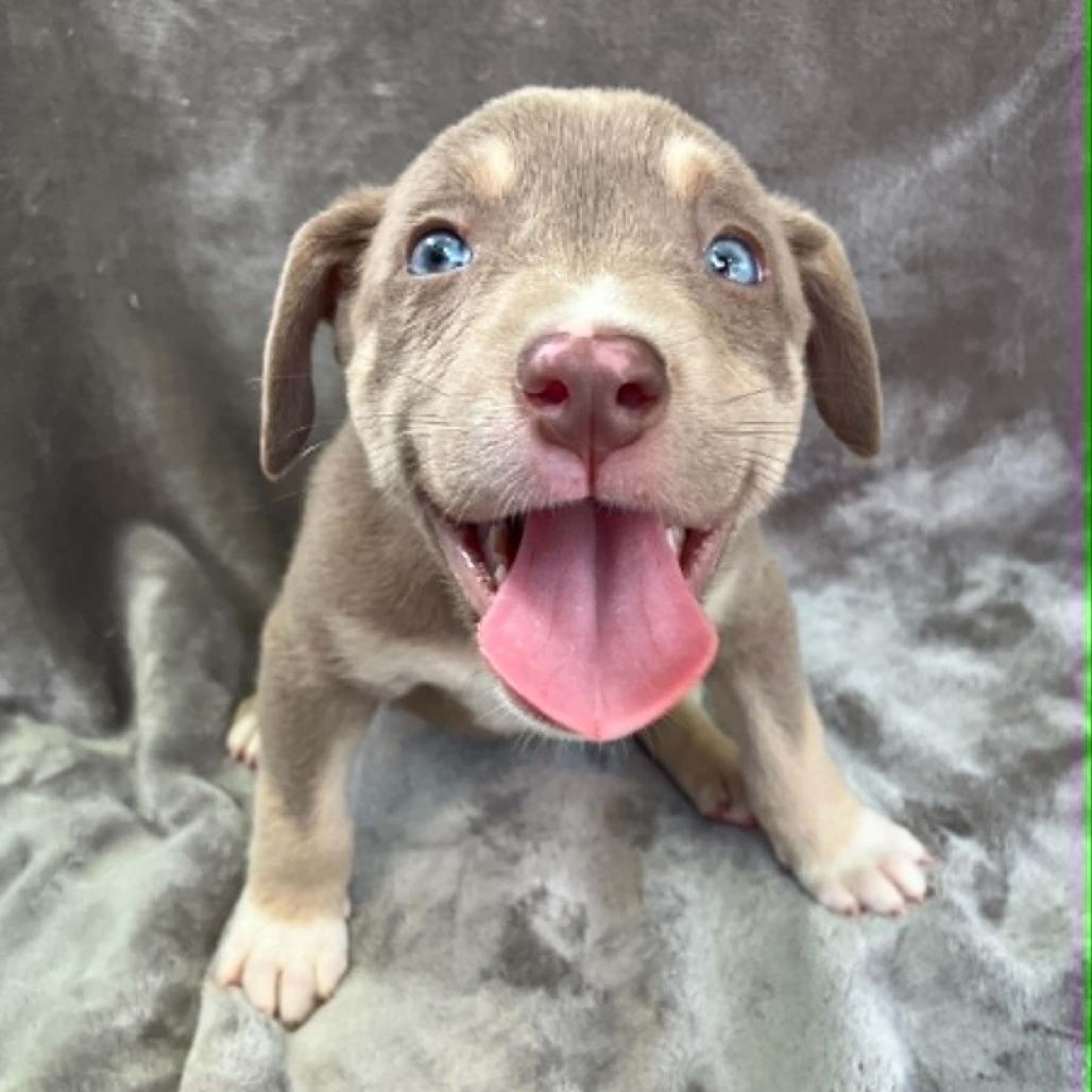 Madame Zoomington III, a Adoptable Mixed Breed in Pulaski, TN image 4/4