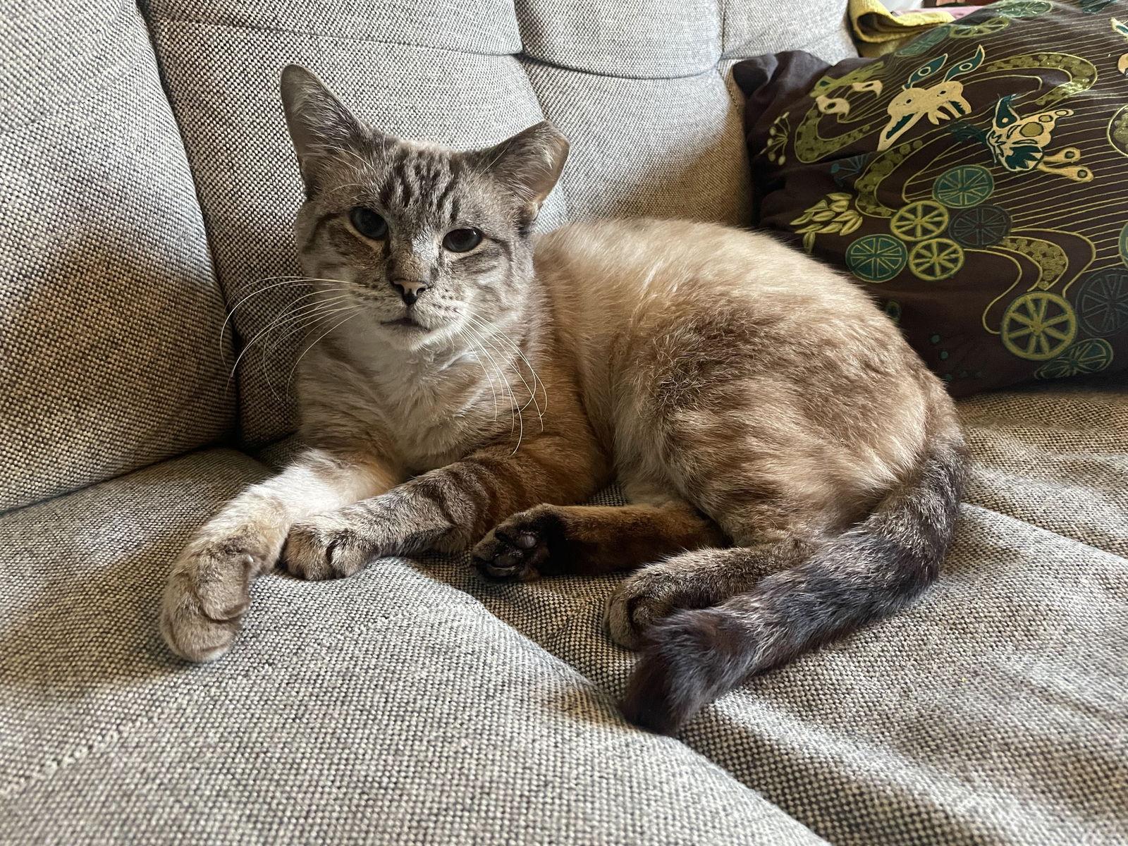 Ansel, Adoptable, Adult Male Domestic Medium Hair & Ragdoll.