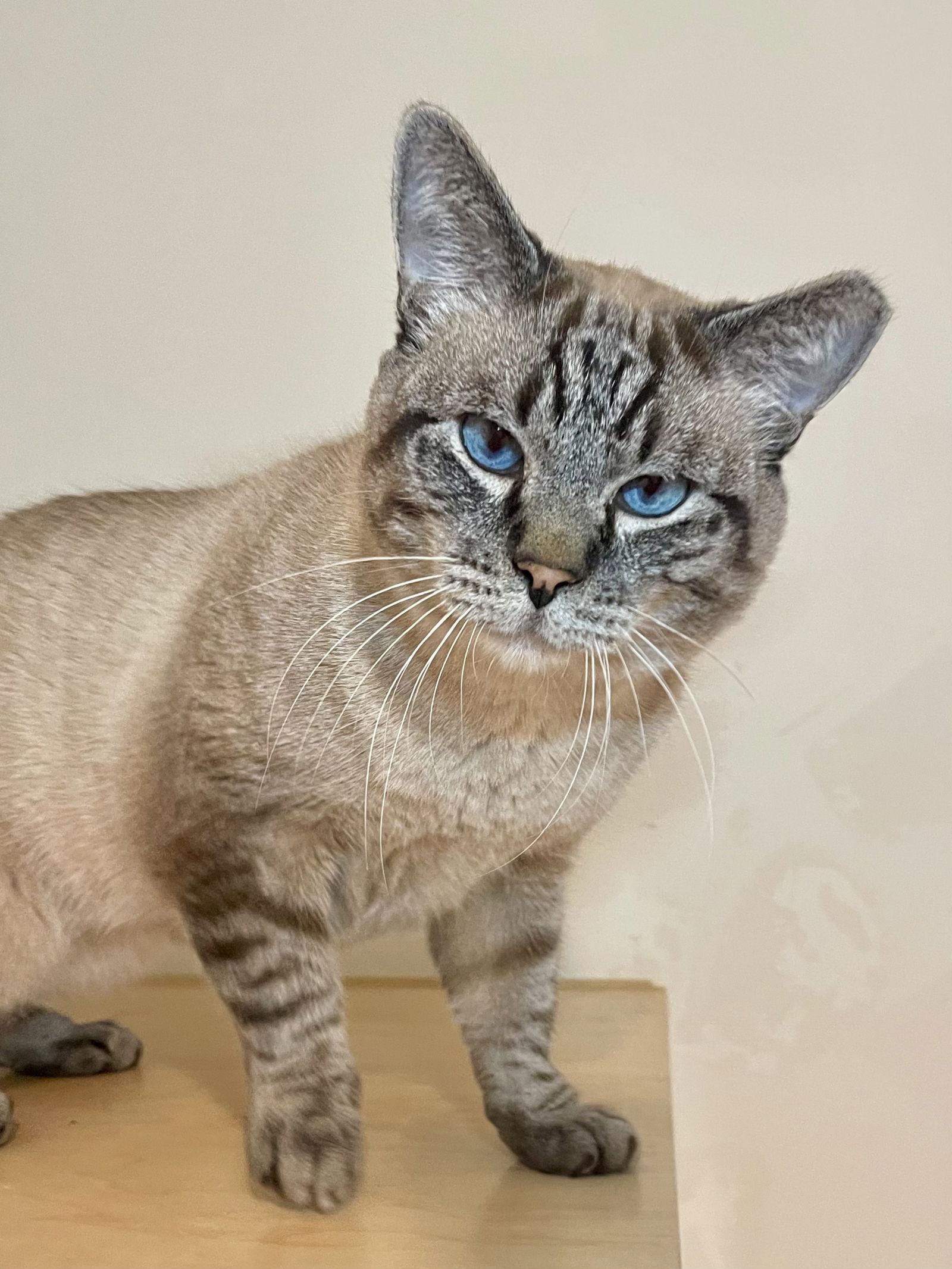 Ansel, a Adoptable mixed breed in Oakland, CA image 2/3