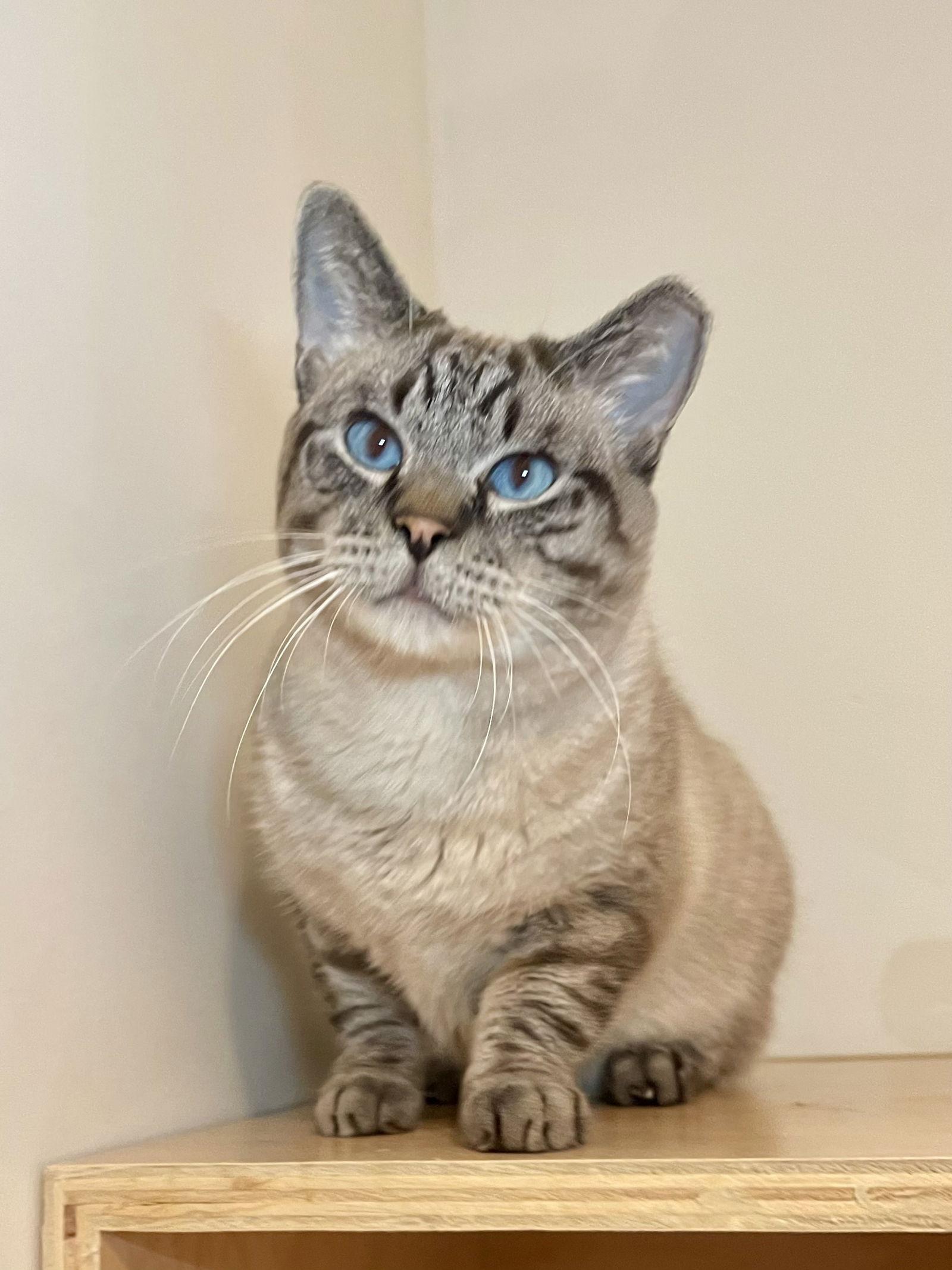 Ansel, a Adoptable mixed breed in Oakland, CA image 3/3