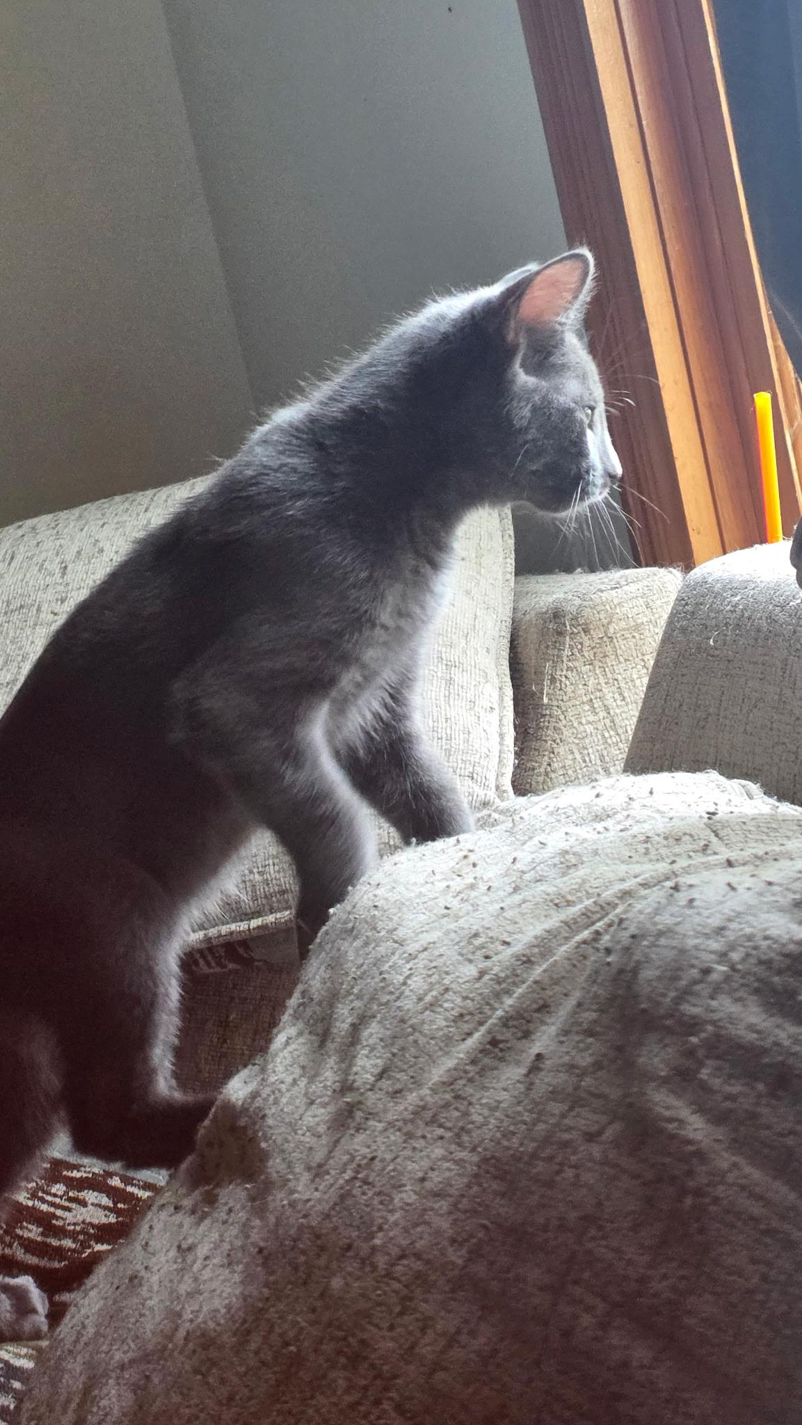 Enlarge MEGATRON, a Adoptable Domestic Short Hair in Chicago Ridge, IL image 4/4