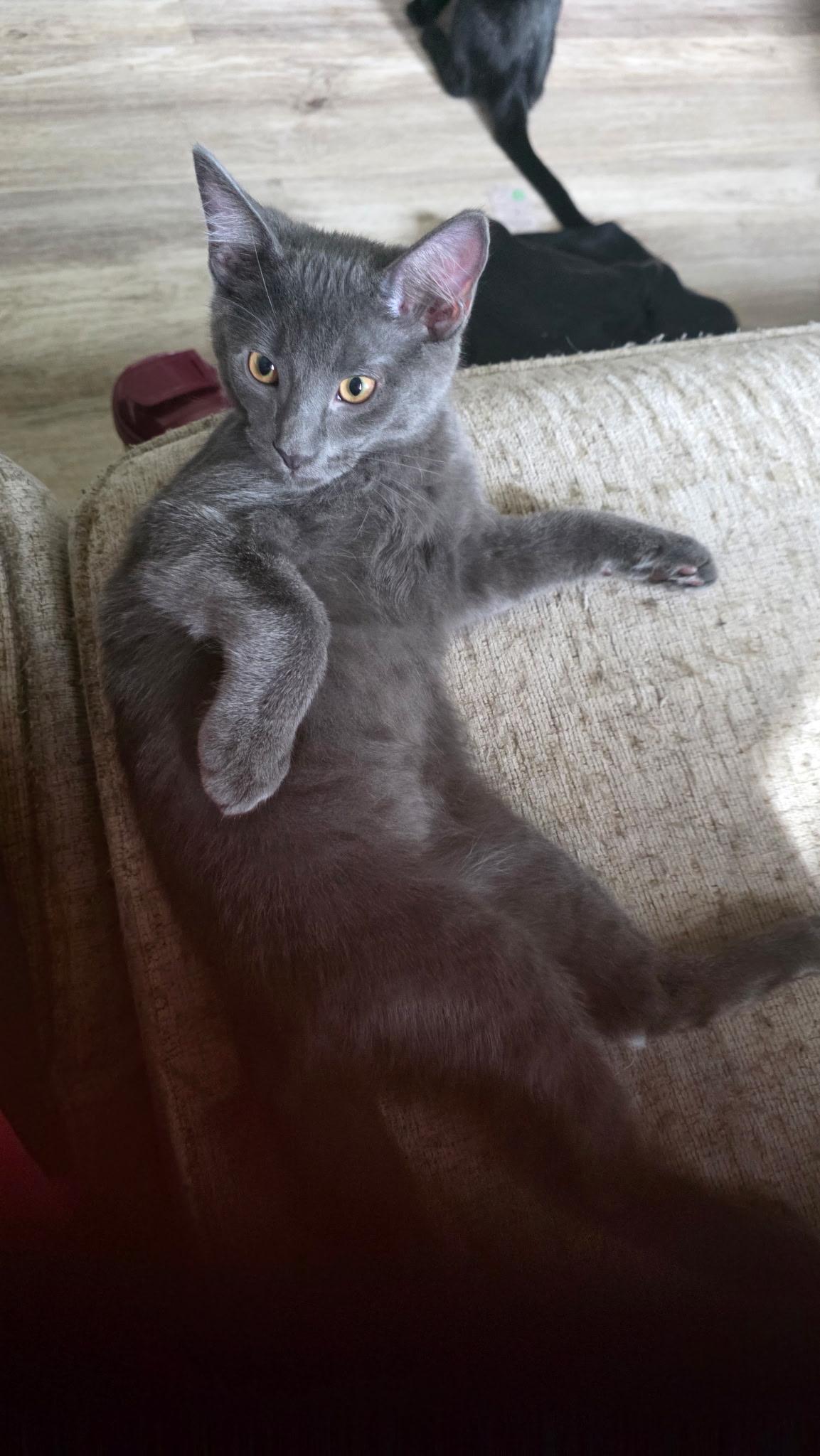 Enlarge MEGATRON, a Adoptable Domestic Short Hair in Chicago Ridge, IL image 3/4